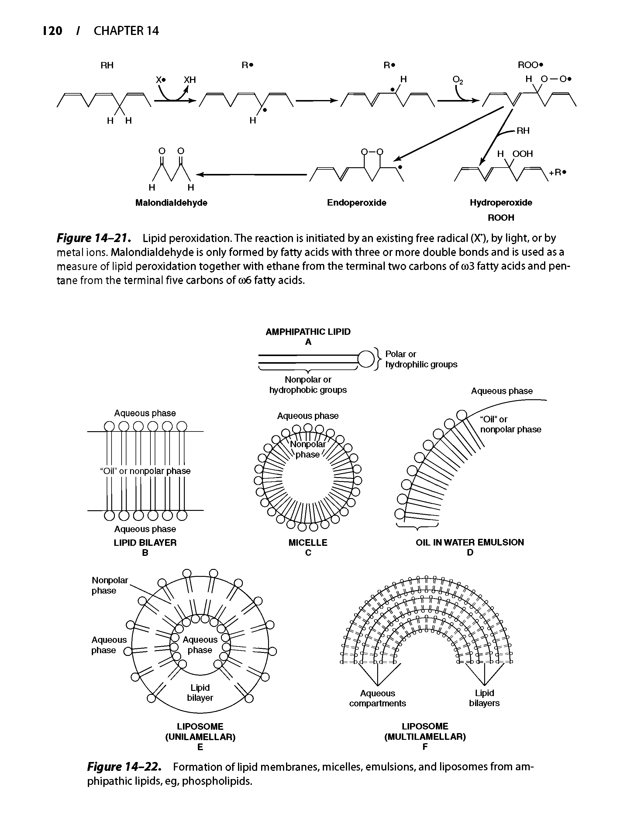 Figure 14-21. Lipid peroxidation. The reaction is initiated by an existing free radical (X ), by light, or by metal ions. Malondialdehyde is only formed by fatty acids with three or more double bonds and is used as a measure of lipid peroxidation together with ethane from the terminal two carbons ofcoB fatty acids and pentane from the terminal five carbons of cb6 fatty acids.