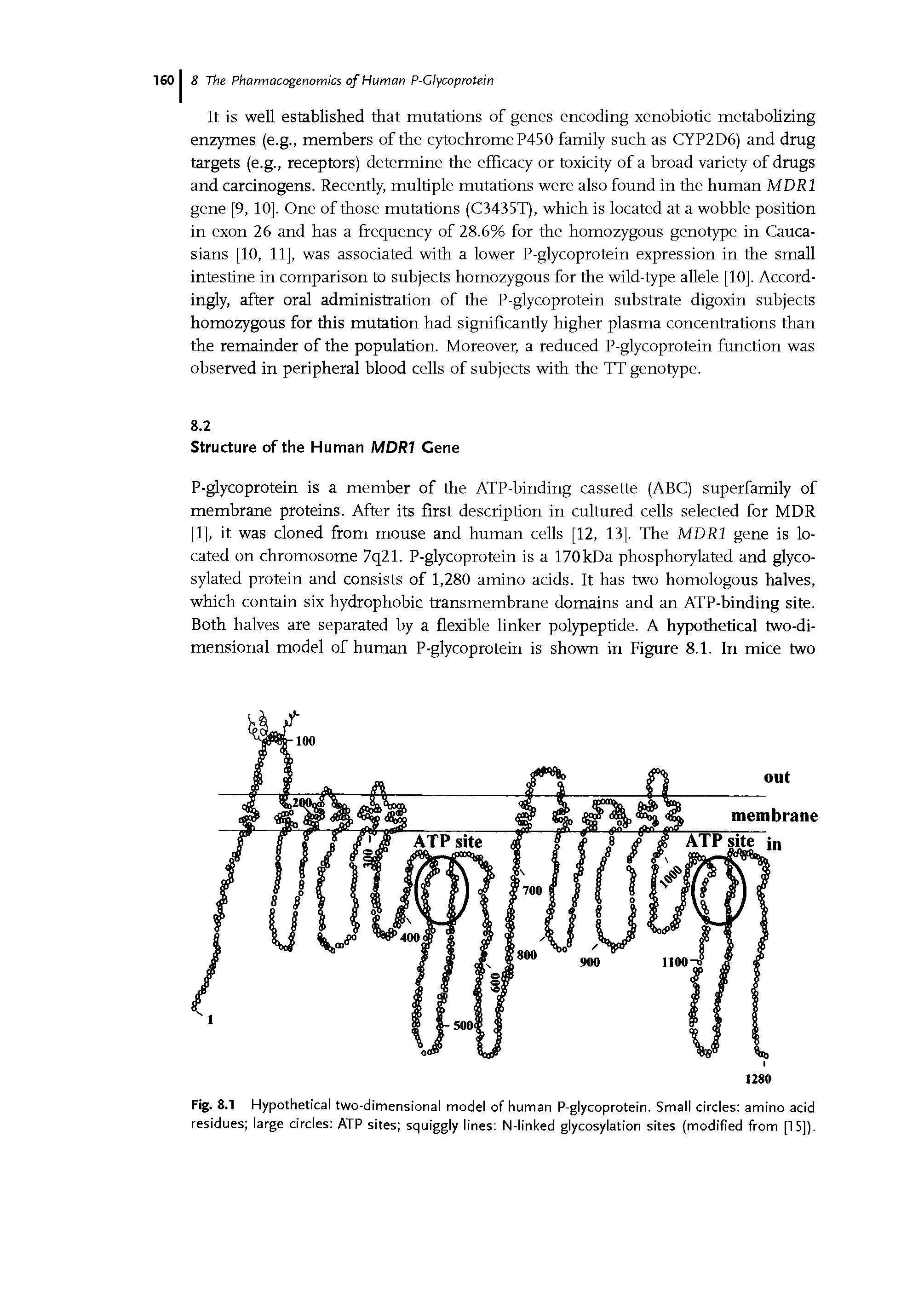 Fig. 8.1 Hypothetical two-dimensional model of human P-glycoprotein. Small circles amino acid residues large circles ATP sites squiggly lines N-linked glycosylation sites (modified from [15]).