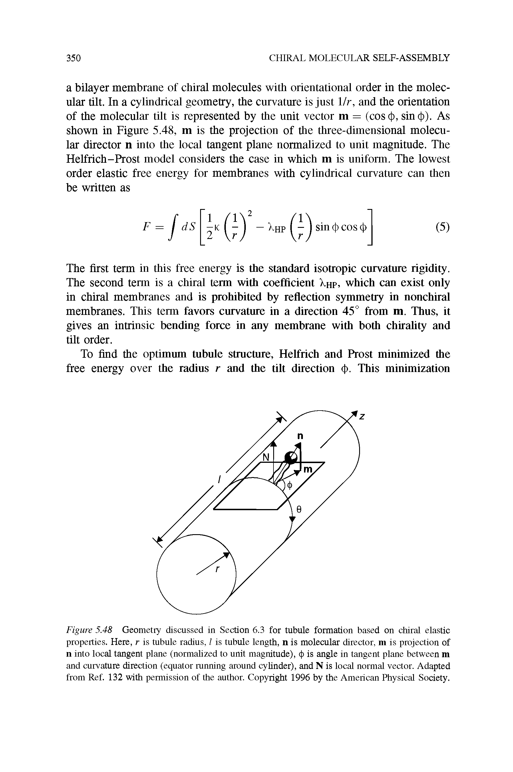 Figure 5.48 Geometry discussed in Section 6.3 for tubule formation based on chiral elastic properties. Here, r is tubule radius, l is tubule length, n is molecular director, m is projection of n into local tangent plane (normalized to unit magnitude), <(> is angle in tangent plane between m and curvature direction (equator running around cylinder), and N is local normal vector. Adapted from Ref. 132 with permission of the author. Copyright 1996 by the American Physical Society.