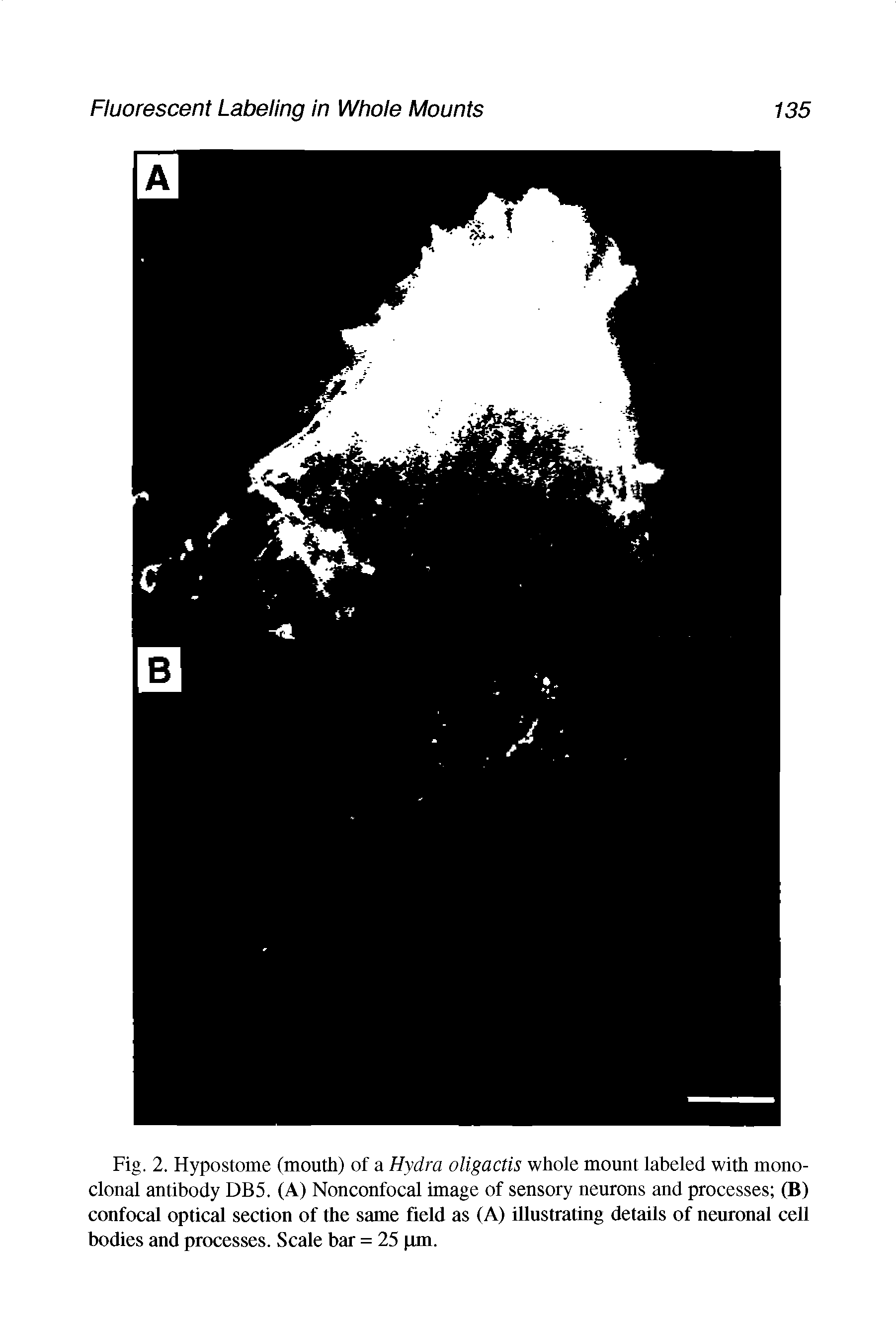 Fig. 2. Hypostome (mouth) of a Hydra oligactis whole mount labeled with monoclonal antibody DB5. (A) Nonconfocal image of sensory neurons and processes (B) confocal optical section of the same field as (A) illustrating details of neuronal cell bodies and processes. Scale bar = 25 pm.