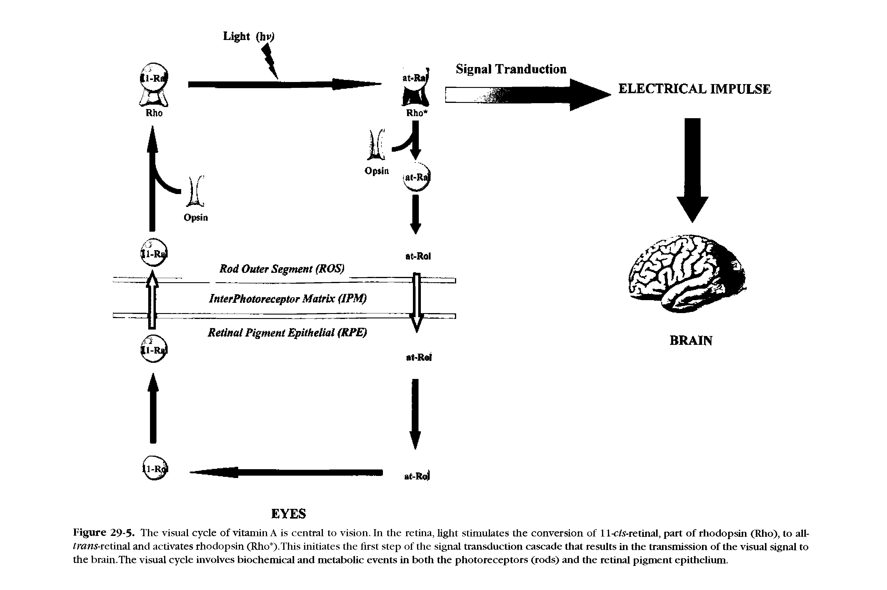 Figure 29-5. The visual cycle of vitamin A is central to vision. In the retina, light stimulates the conversion of 1 l-c/.s-retinal, part of rhodopsin (Rho), to all-iraws-retinal and activates rhodopsin (Rho ).This initiates the first step of the signal transduction cascade that results in the transmission of the visual signal to the brain.The visual cycle involves biochemical and metabolic events in both the photoreceptors (rods) and the retinal pigment epithelium.