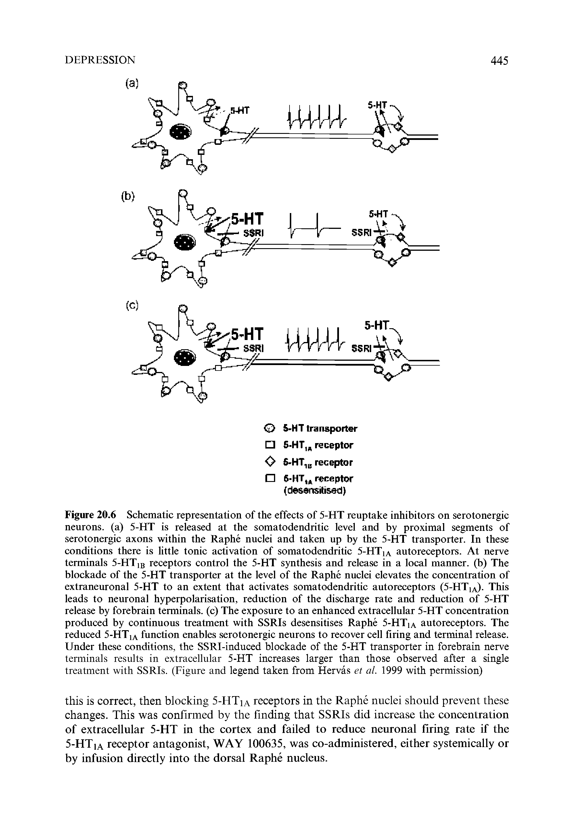 Figure 20.6 Schematic representation of the effects of 5-HT reuptake inhibitors on serotonergic neurons, (a) 5-HT is released at the somatodendritic level and by proximal segments of serotonergic axons within the Raphe nuclei and taken up by the 5-HT transporter. In these conditions there is little tonic activation of somatodendritic 5-HTia autoreceptors. At nerve terminals 5-HTib receptors control the 5-HT synthesis and release in a local manner, (b) The blockade of the 5-HT transporter at the level of the Raphe nuclei elevates the concentration of extraneuronal 5-HT to an extent that activates somatodendritic autoreceptors (5-HTia). This leads to neuronal hyperpolarisation, reduction of the discharge rate and reduction of 5-HT release by forebrain terminals, (c) The exposure to an enhanced extracellular 5-HT concentration produced by continuous treatment with SSRIs desensitises Raphe 5-HTia autoreceptors. The reduced 5-HTia function enables serotonergic neurons to recover cell firing and terminal release. Under these conditions, the SSRI-induced blockade of the 5-HT transporter in forebrain nerve terminals results in extracellular 5-HT increases larger than those observed after a single treatment with SSRIs. (Figure and legend taken from Hervas et al. 1999 with permission)...