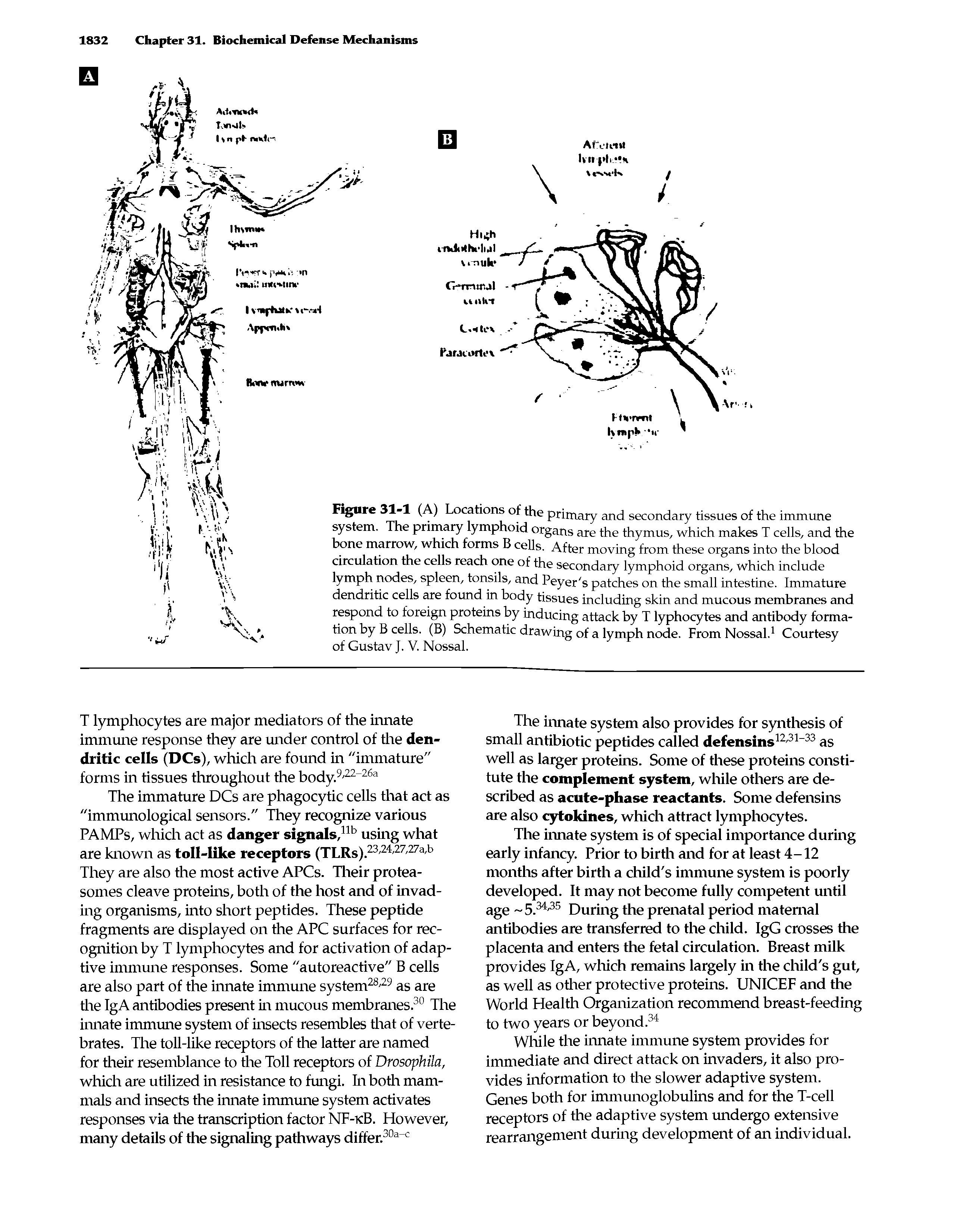 Figure 31-1 (A) Locations of the primary and secondary tissues of the immune system. The primary lymphoid organs are the thymus, which makes T cells, and the hone marrow, which forms B cells. After moving from these organs into the blood circulation the cells reach one of the secondary lymphoid organs, which include lymph nodes, spleen, tonsils, and Peyer s patches on the small intestine. Immature dendritic cells are found in body tissues including skin and mucous membranes and respond to foreign proteins by inducing attack by T lyphocytes and antibody formation by B cells. (B) Schematic drawing of a lymph node. From Nossal.1 Courtesy of Gustav J. V. Nossal.