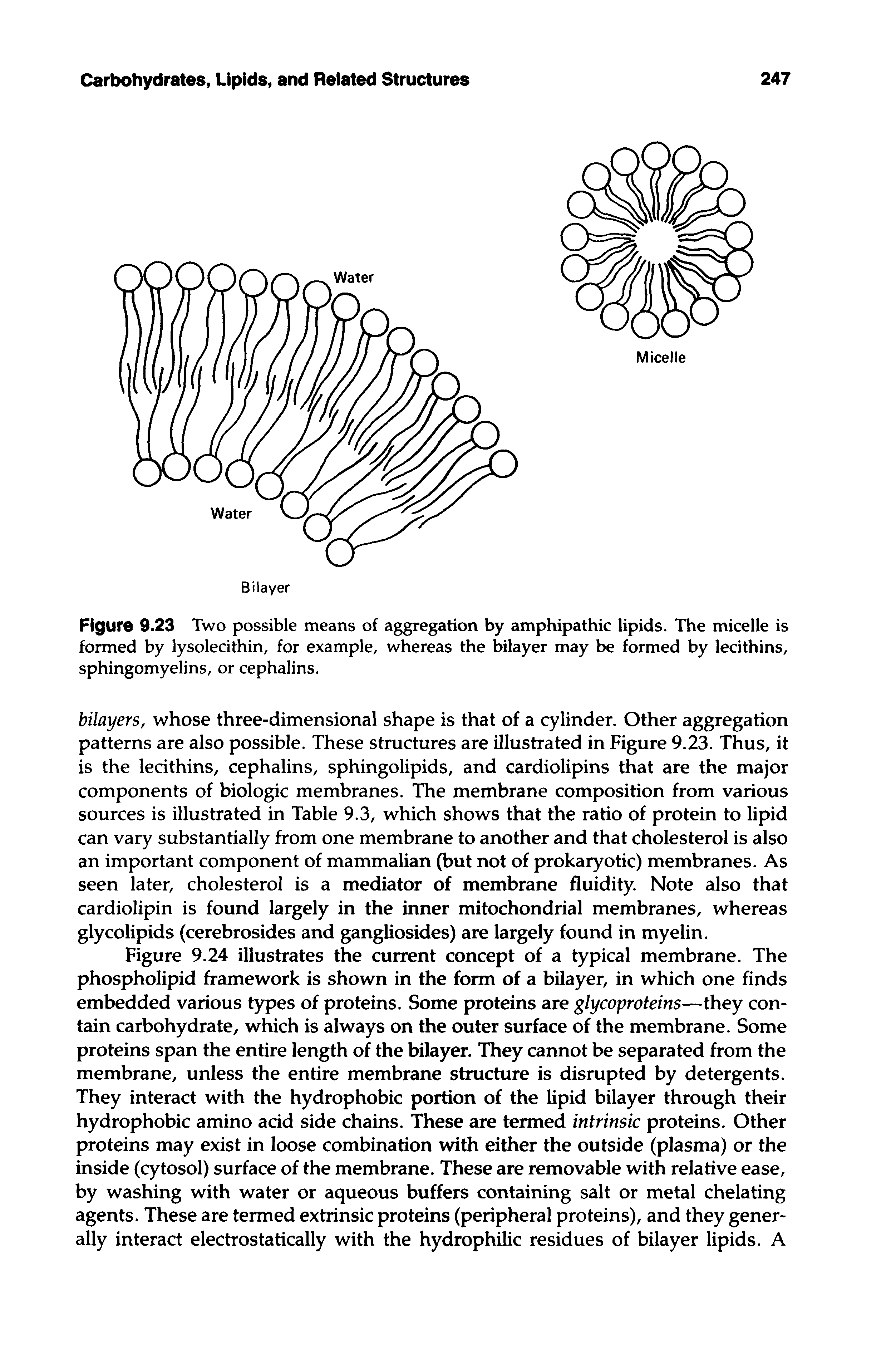 Figure 9.23 Two possible means of aggregation by amphipathic lipids. The micelle is formed by lysolecithin, for example, whereas the bilayer may be formed by lecithins, sphingomyelins, or cephalins.