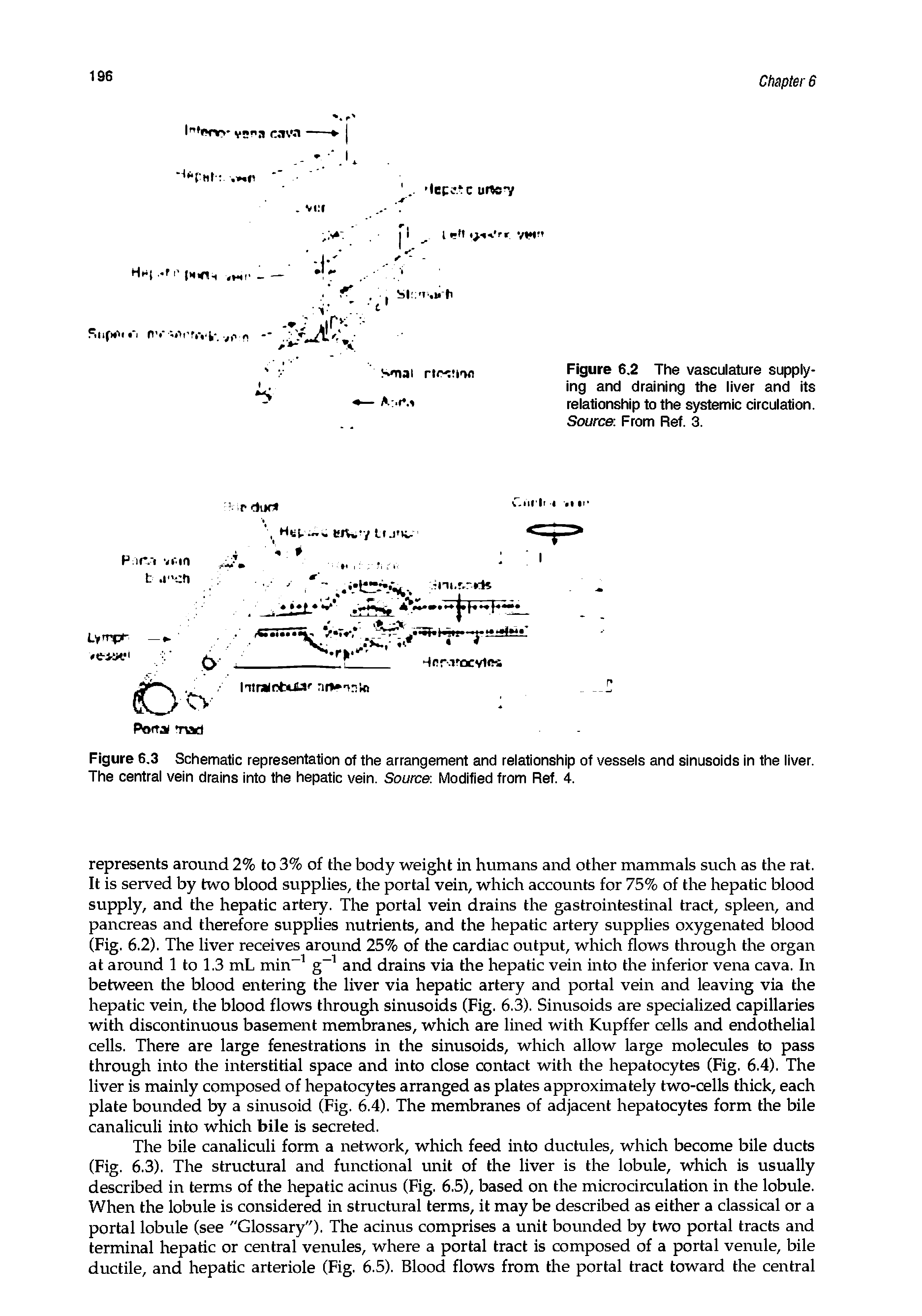 Figure 6.3 Schematic representation of the arrangement and relationship of vessels and sinusoids in the liver. The central vein drains into the hepatic vein. Source Modified from Ref. 4.