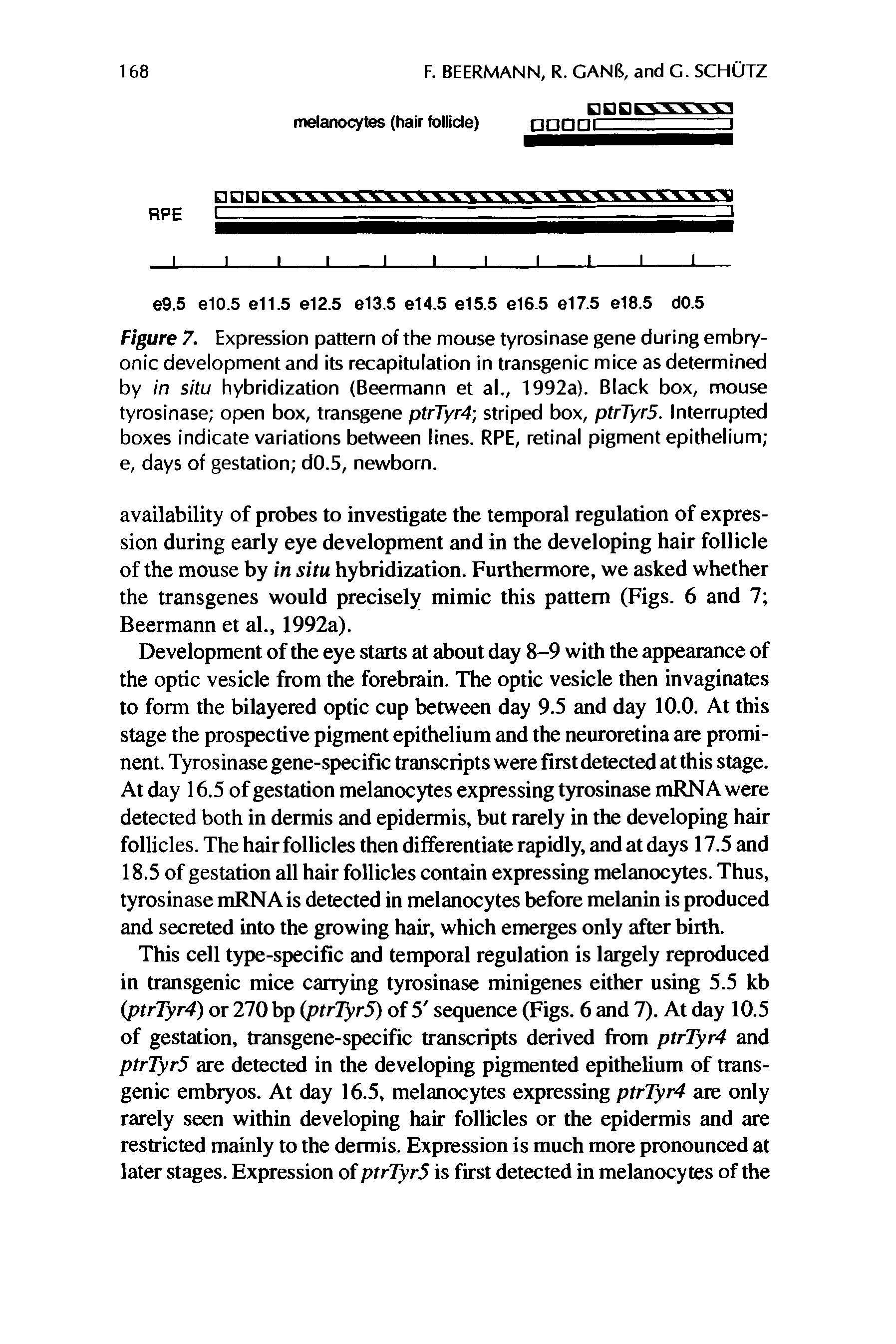 Figure 7. Expression pattern of the mouse tyrosinase gene during embryonic development and its recapitulation in transgenic mice as determined by in situ hybridization (Beermann et al., 1992a). Black box, mouse tyrosinase open box, transgene ptrTyrf striped box, ptrTyr5. Interrupted boxes indicate variations between lines. RPE, retinal pigment epithelium e, days of gestation d0.5, newborn.