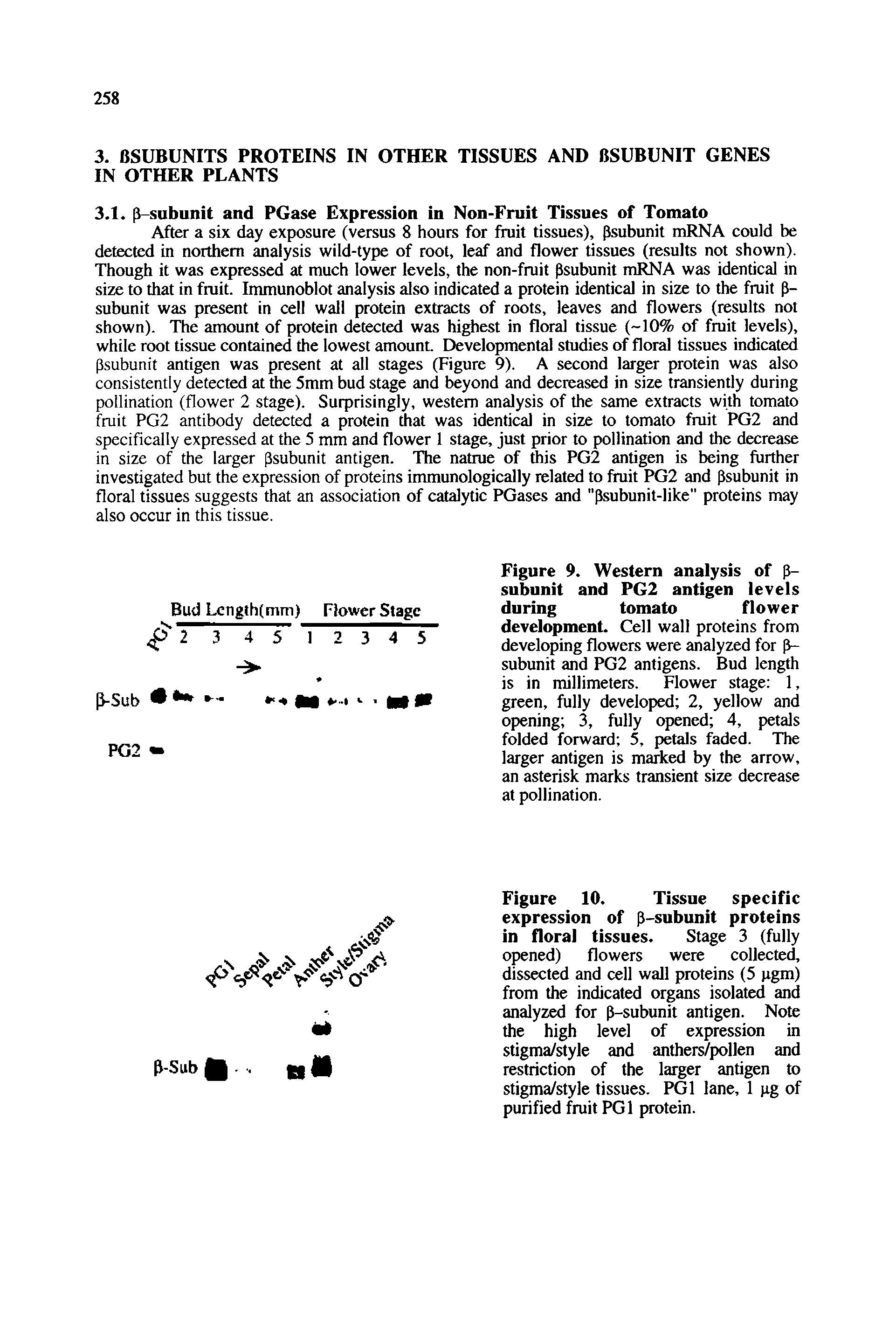 Figure 10. Tissue specific expression of p-subunit proteins in floral tissues. Stage 3 (fully opened) flowers were collected, dissected and cell wall proteins (5 pgm) from the indicated organs isolated and analyzed for p-subunit antigen. Note the high level of expression in stigma/style and anthers/pollen and restriction of the larger antigen to stigma/style tissues. PGl lane, 1 gg of purified fruit PGl protein.