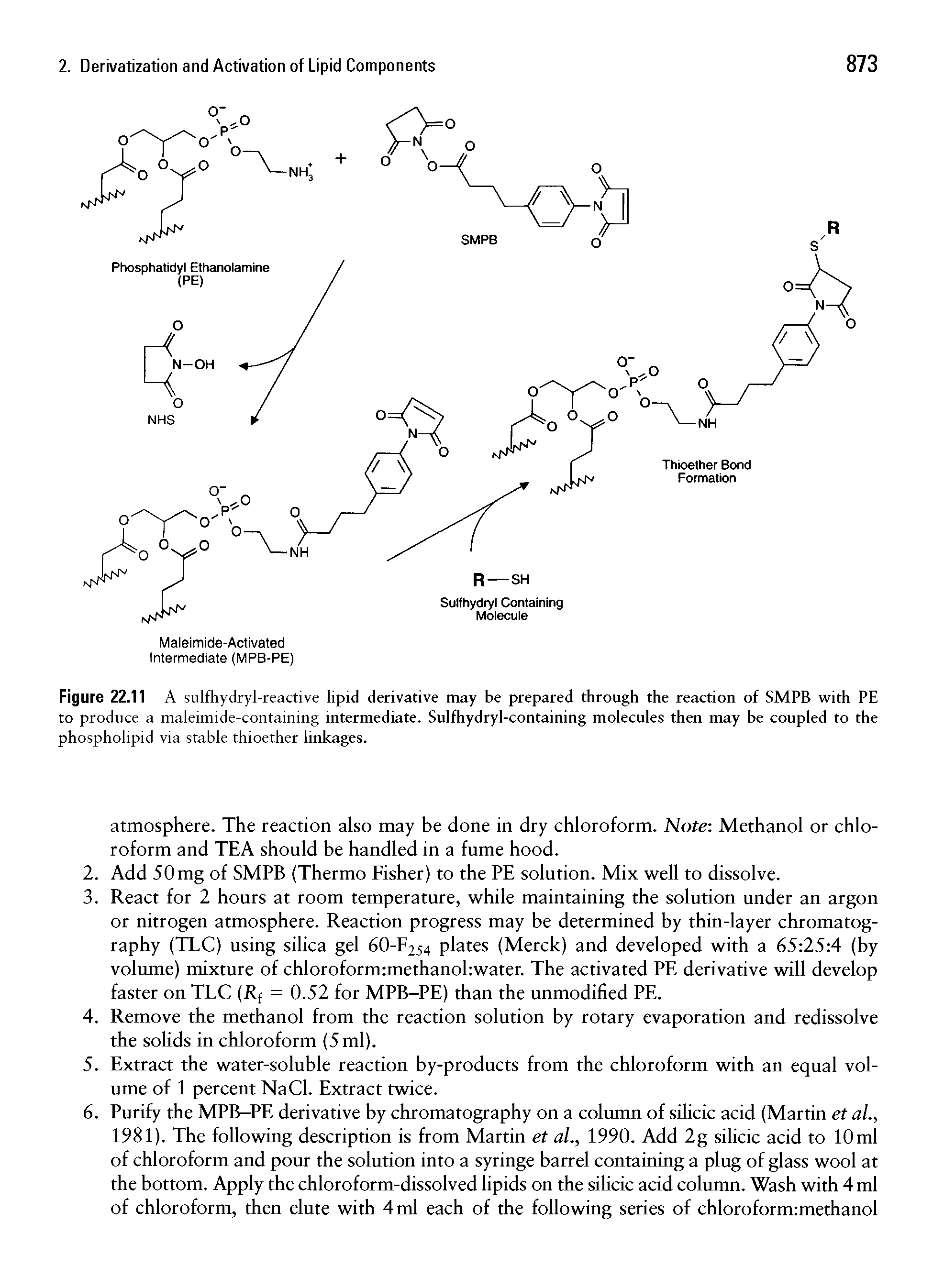 Figure 22.11 A sulfhydryl-reactive lipid derivative may be prepared through the reaction of SMPB with PE to produce a maleimide-containing intermediate. Sulfhydryl-containing molecules then may be coupled to the phospholipid via stable thioether linkages.