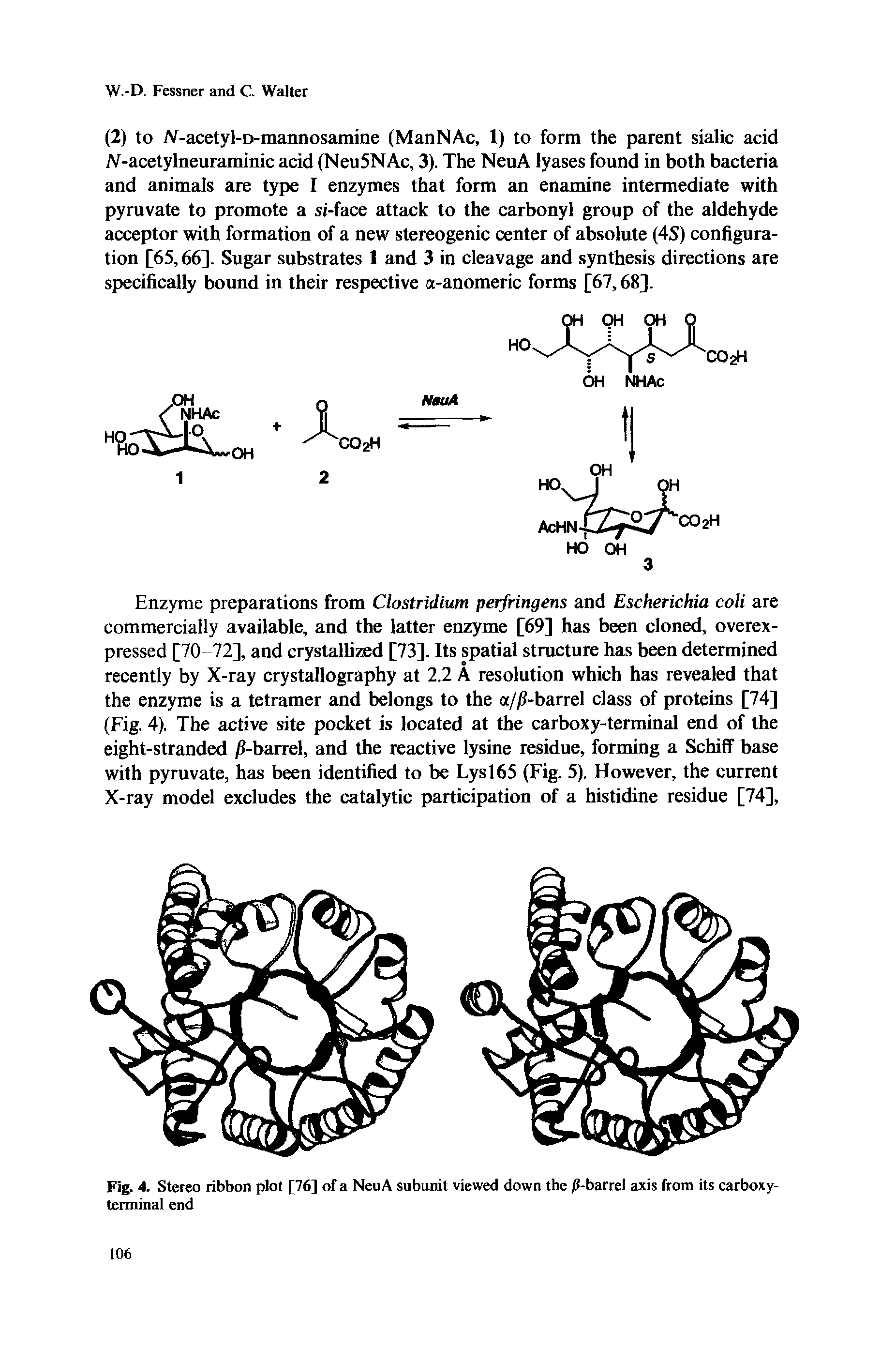 Fig. 4. Stereo ribbon plot [76] of a NeuA subunit viewed down the /J-barrel axis from its carboxy-terminal end...