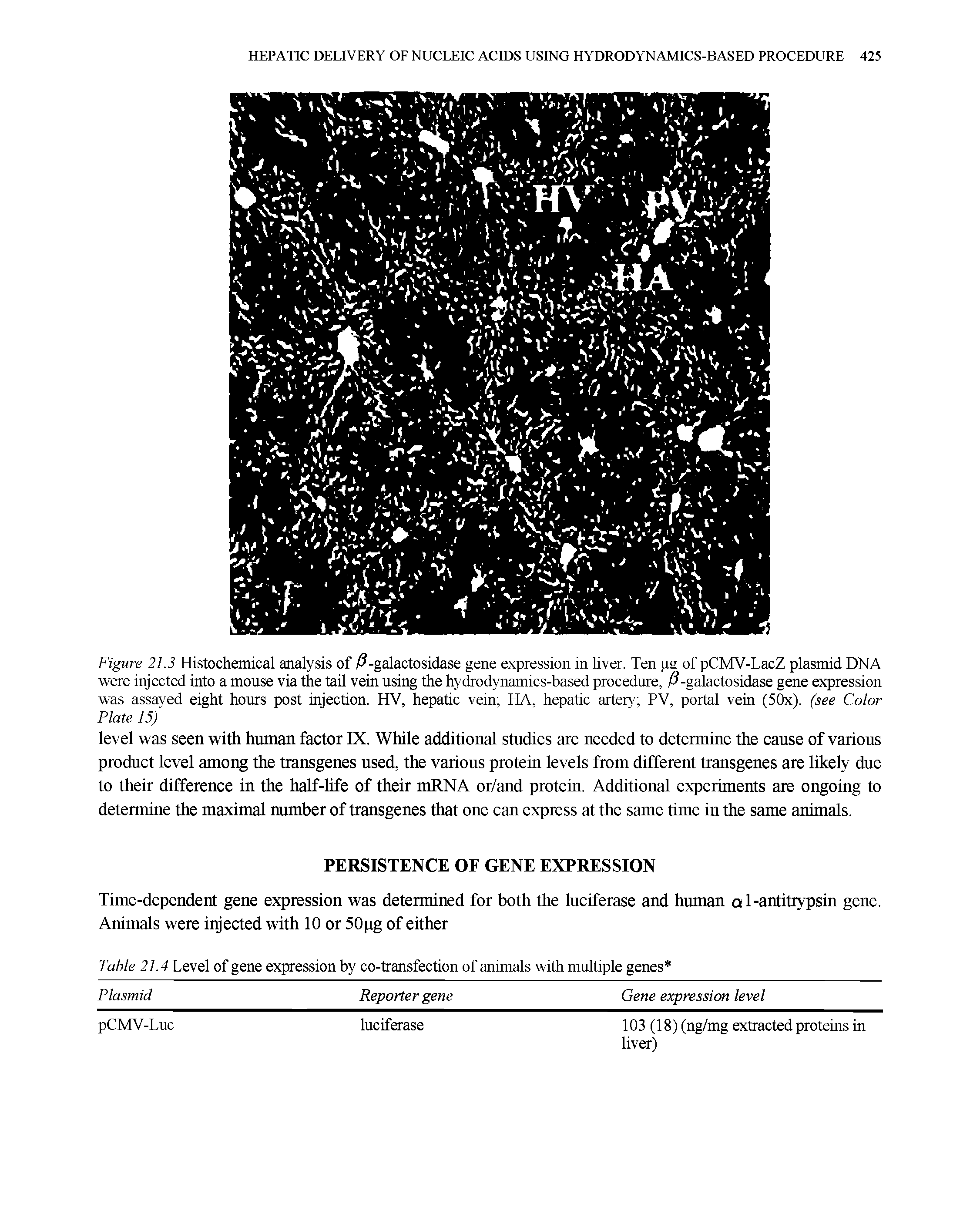 Figure 21.3 Histochemical analysis of / -galactosidase gene expression in liver. Ten pa of pCMV-LacZ plasmid DNA were injected into a mouse via the tail vein using the hydrodynamics-based procedure, / -galactosidase gene expression was assayed eight hours post injection. HV, hepatic vein HA, hepatic artery PV, portal vein (50x). (see Color Plate 15)...