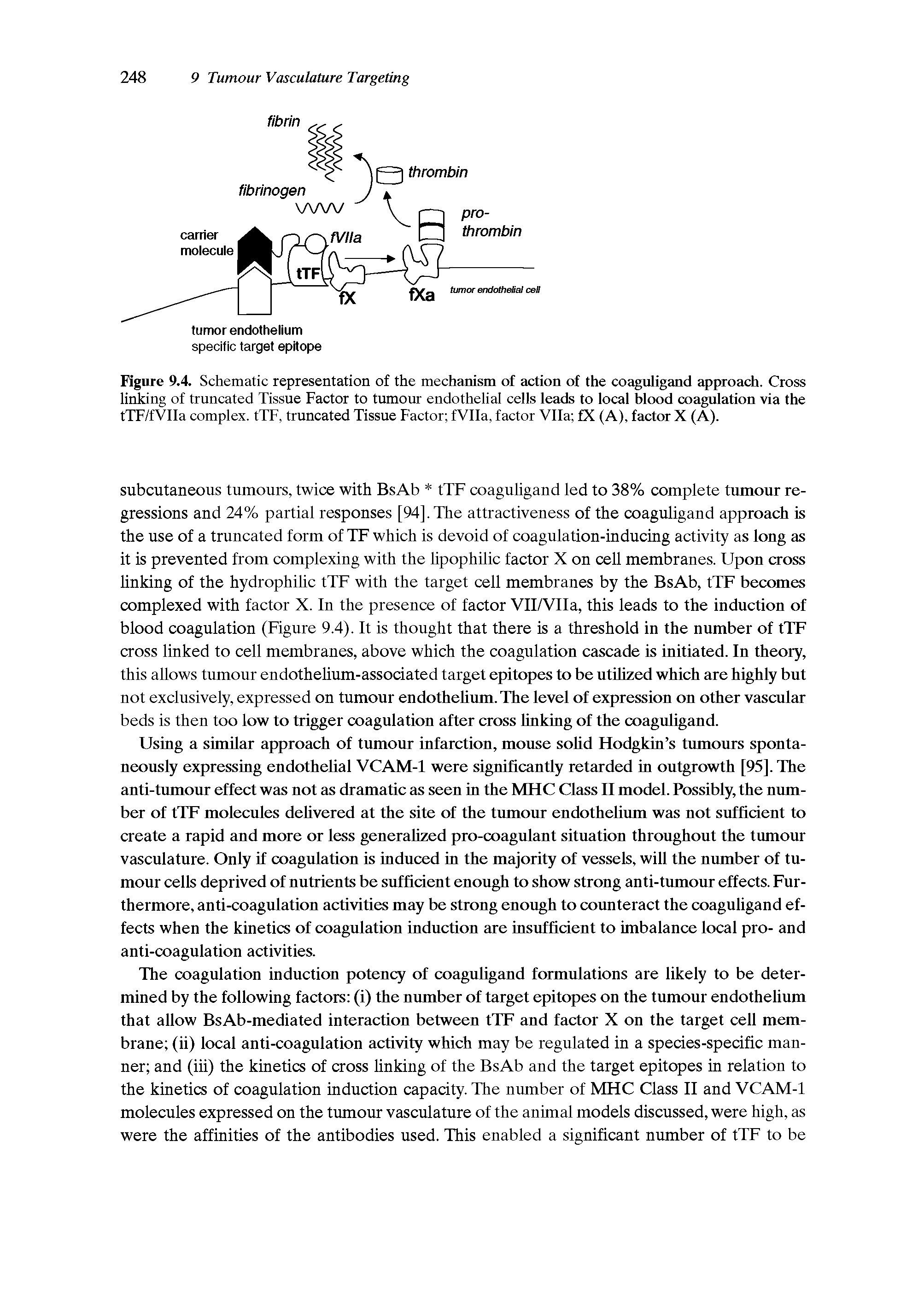 Figure 9.4. Schematic representation of the mechanism of action of the coaguligand approach. Cross linking of truncated Tissue Factor to tumour endothelial cells leads to local blood coagulation via the tTF/fVIIa complex. tTF, truncated Tissue Factor fVIIa, factor Vila fX (A), factor X (A).