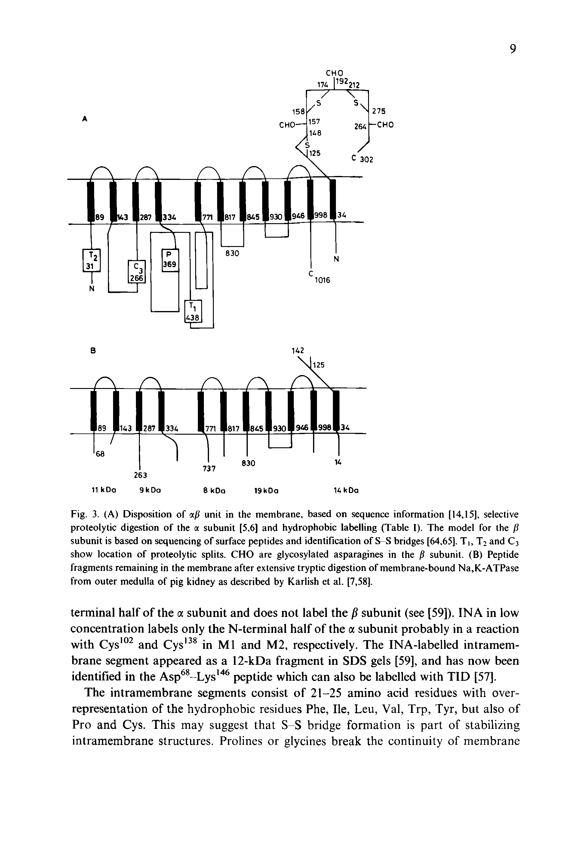 Fig. 3. (A) Disposition of afi unit in the membrane, based on sequence information [14,15], selective proteolytic digestion of the a subunit [5,6] and hydrophobic labelling (Table 1). The model for the (S subunit is based on sequencing of surface peptides and identification of S-S bridges [64,65]. T, T2 and C3 show location of proteolytic splits. CHO are glycosylated asparagines in the P subunit. (B) Peptide fragments remaining in the membrane after extensive tryptic digestion of membrane-bound Na,K-ATPase from outer medulla of pig kidney as described by Karlish et al. [7,58].