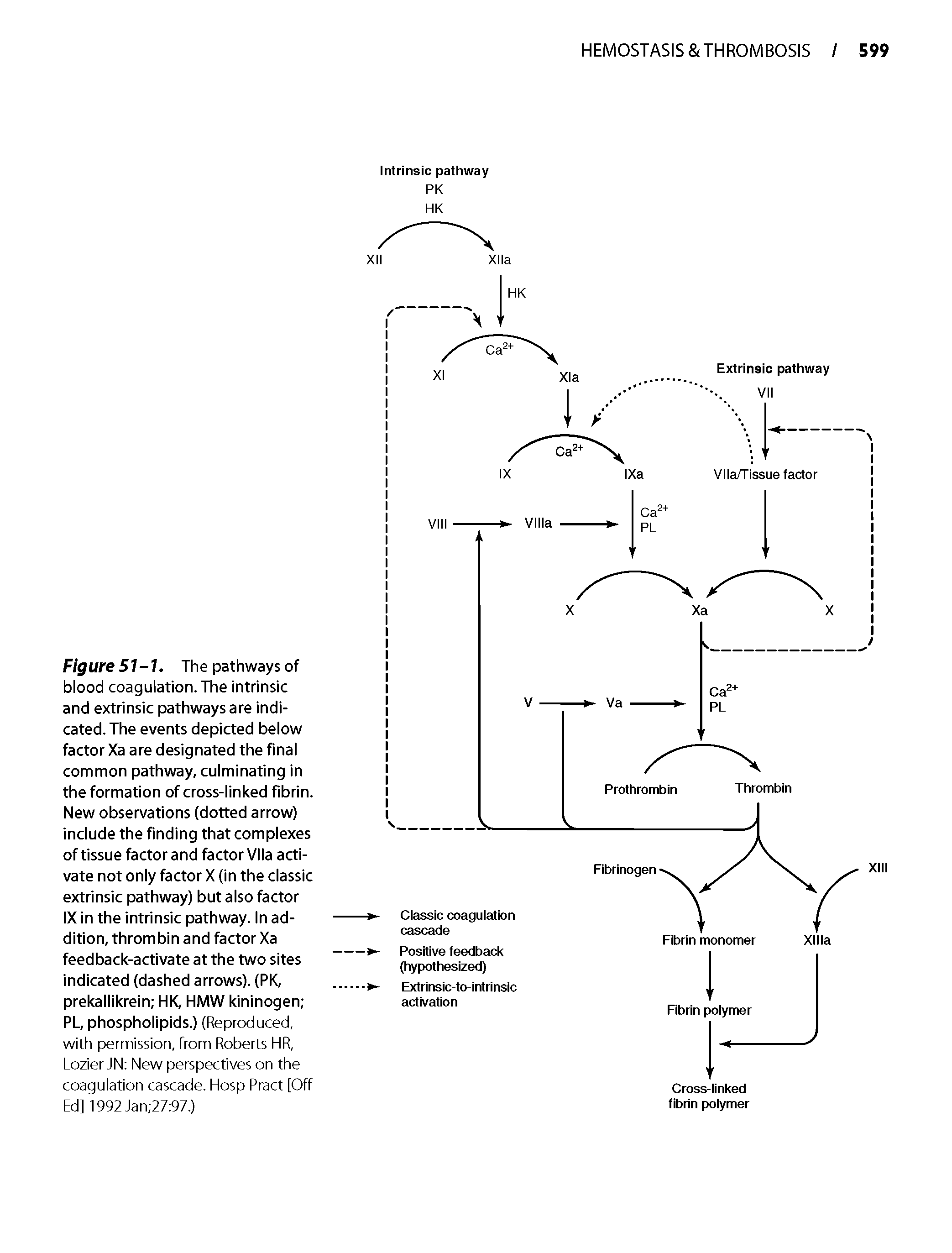 Figure 51-1. The pathways of blood coagulation. The intrinsic and extrinsic pathways are indicated. The events depicted below factor Xa are designated the final common pathway, culminating in the formation of cross-linked fibrin. New observations (dotted arrow) include the finding that complexes of tissue factor and factor Vila activate not only factor X (in the classic extrinsic pathway) but also factor IX in the intrinsic pathway, in addition, thrombin and factor Xa feedback-activate at the two sites indicated (dashed arrows). (PK, prekallikrein HK, HMW kininogen PL, phospholipids.) (Reproduced, with permission, from Roberts HR, Lozier JN New perspectives on the coagulation cascade. Hosp Pract [Off Ed] 1992Jan 27 97.)...