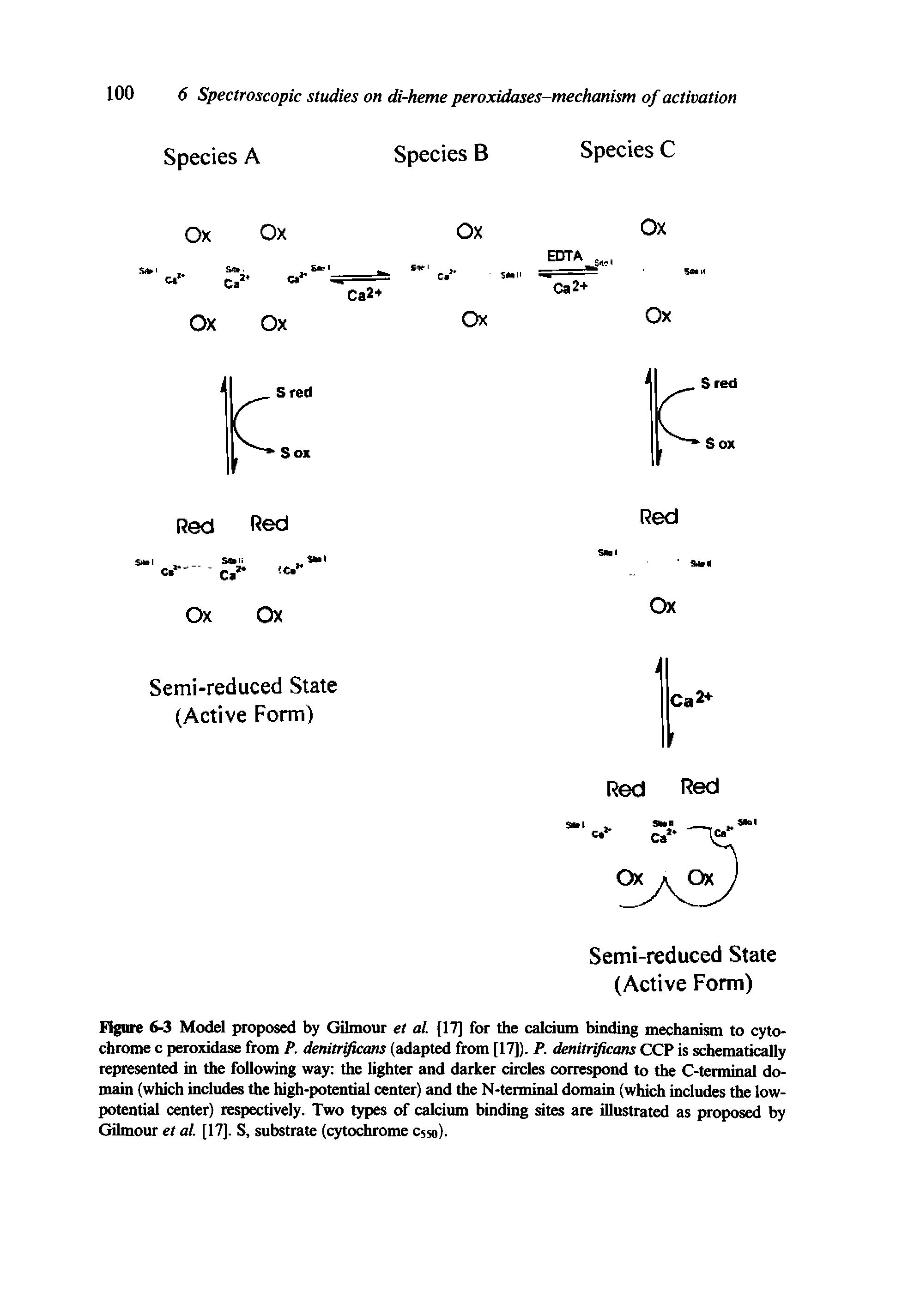 Figure 6-3 Model proposed by Gilmour et al. [17] for the calcium binding mechanism to cytochrome c peroxidase from P. denitrificans (adapted from [17]). P. denitrtficans CCP is schematically represented in the following way the lighter and darker circles correspond to the C-terminal domain (which includes the high-potential center) and the N-terminal domain (which includes the low-potential center) respectively. Two types of calcium binding sites are illustrated as proposed by Gilmour et al. [17]. S, substrate (cytochrome csso).