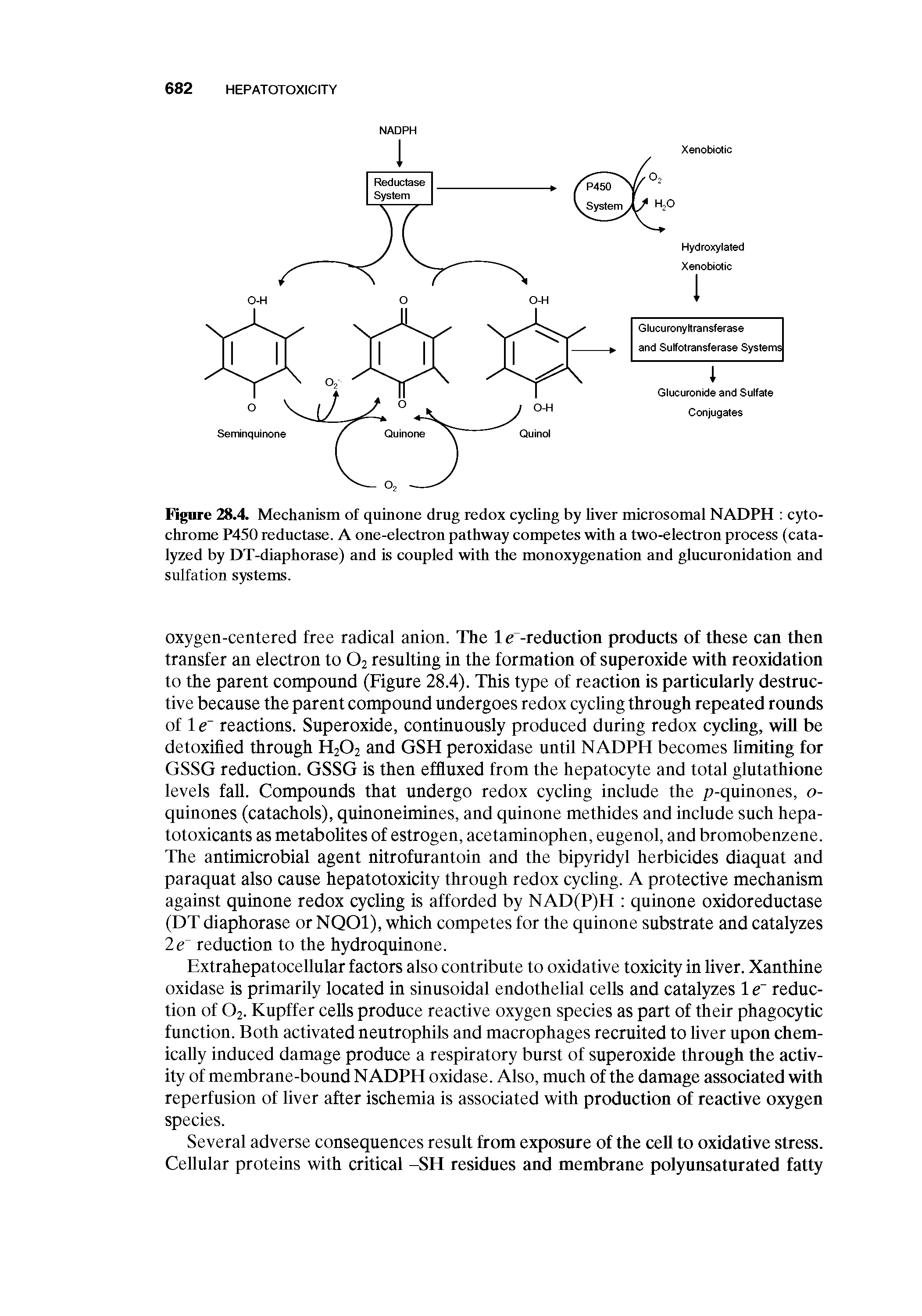 Figure 28.4. Mechanism of quinone drug redox cycling by liver microsomal NADPH cytochrome P450 reductase. A one-electron pathway competes with a two-electron process (catalyzed by DT-diaphorase) and is coupled with the monoxygenation and glucuronidation and sulfation systems.