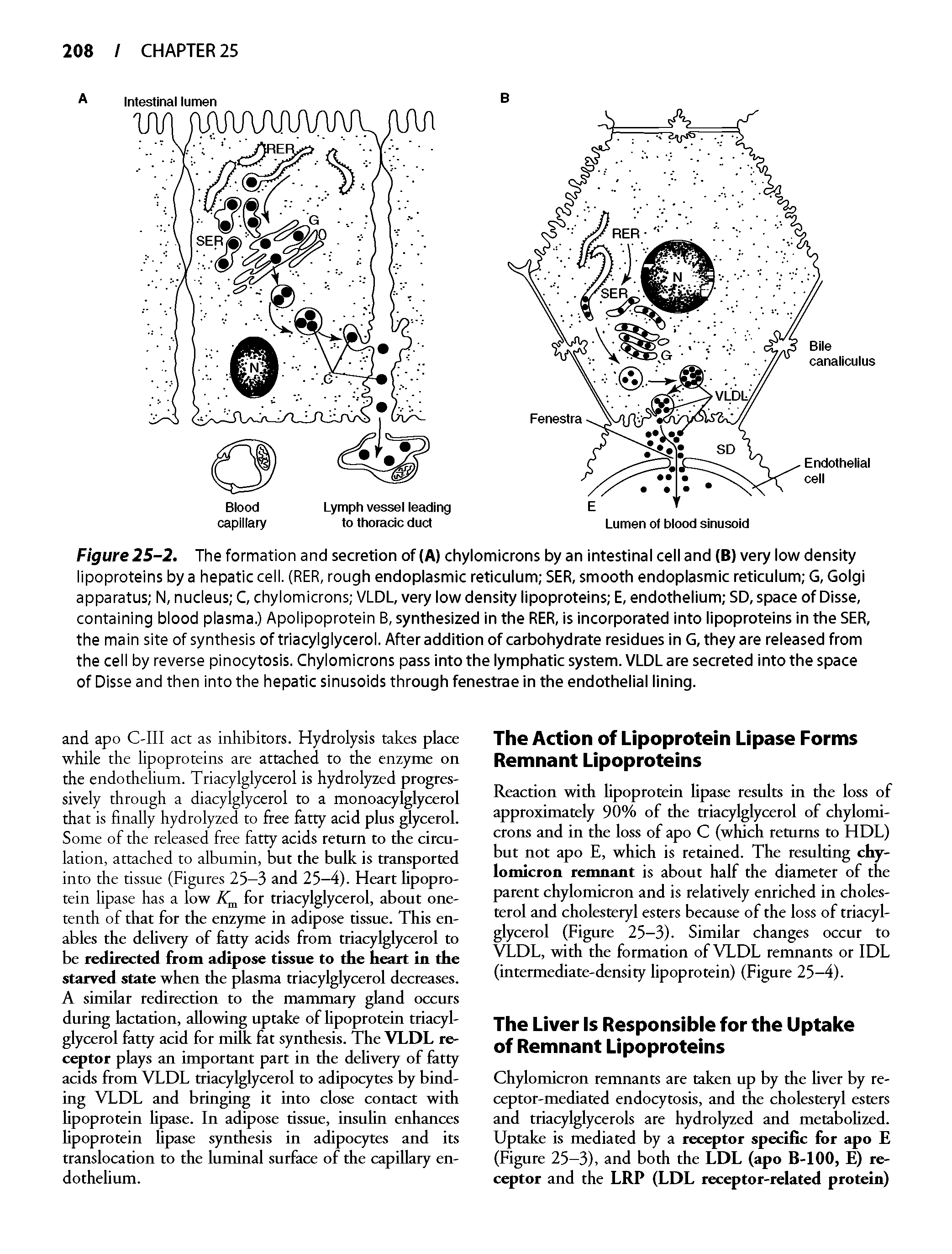 Figure 25-2. The formation and secretion of (A) chylomicrons by an intestinal cell and (B) very low density lipoproteins by a hepatic cell. (RER, rough endoplasmic reticulum SER, smooth endoplasmic reticulum G, Golgi apparatus N, nucleus C, chylomicrons VLDL, very low density lipoproteins E, endothelium SD, space of Disse, containing blood plasma.) Apolipoprotein B, synthesized in the RER, is incorporated into lipoproteins in the SER, the main site of synthesis of triacylglycerol. After addition of carbohydrate residues in G, they are released from the cell by reverse pinocytosis. Chylomicrons pass into the lymphatic system. VLDL are secreted into the space of Disse and then into the hepatic sinusoids through fenestrae in the endothelial lining.