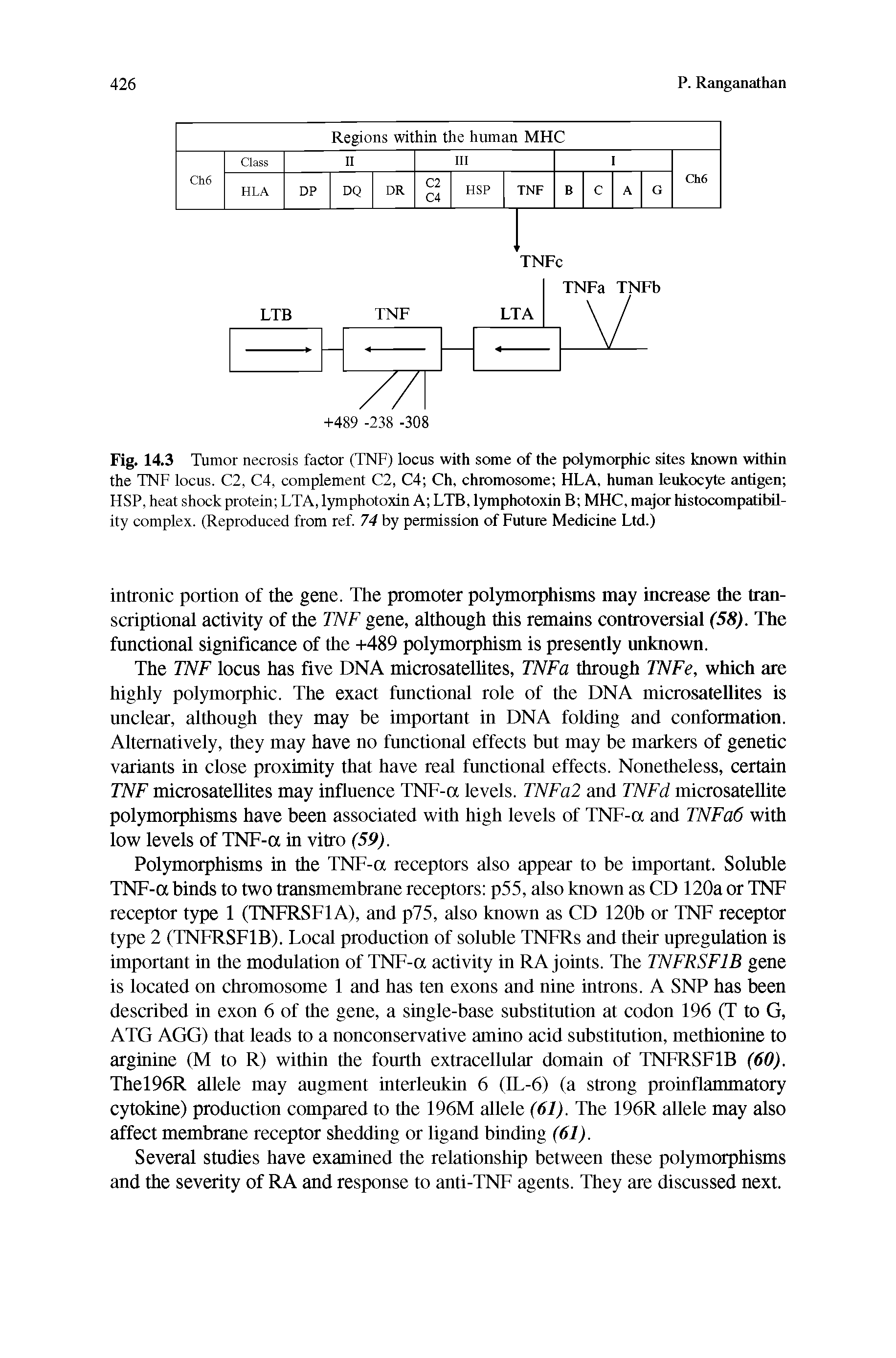 Fig. 14.3 Tumor necrosis factor (TNF) locus with some of the polymorphic sites known within the TNF locus. C2, C4, complement C2, C4 Ch, chromosome HLA, human leukocyte antigen HSP, heat shock protein LTA, lymphotoxin A LTB, lymphotoxin B MHC, major histocompatibility complex. (Reproduced from ref 74 by permission of Future Medicine Ltd.)...