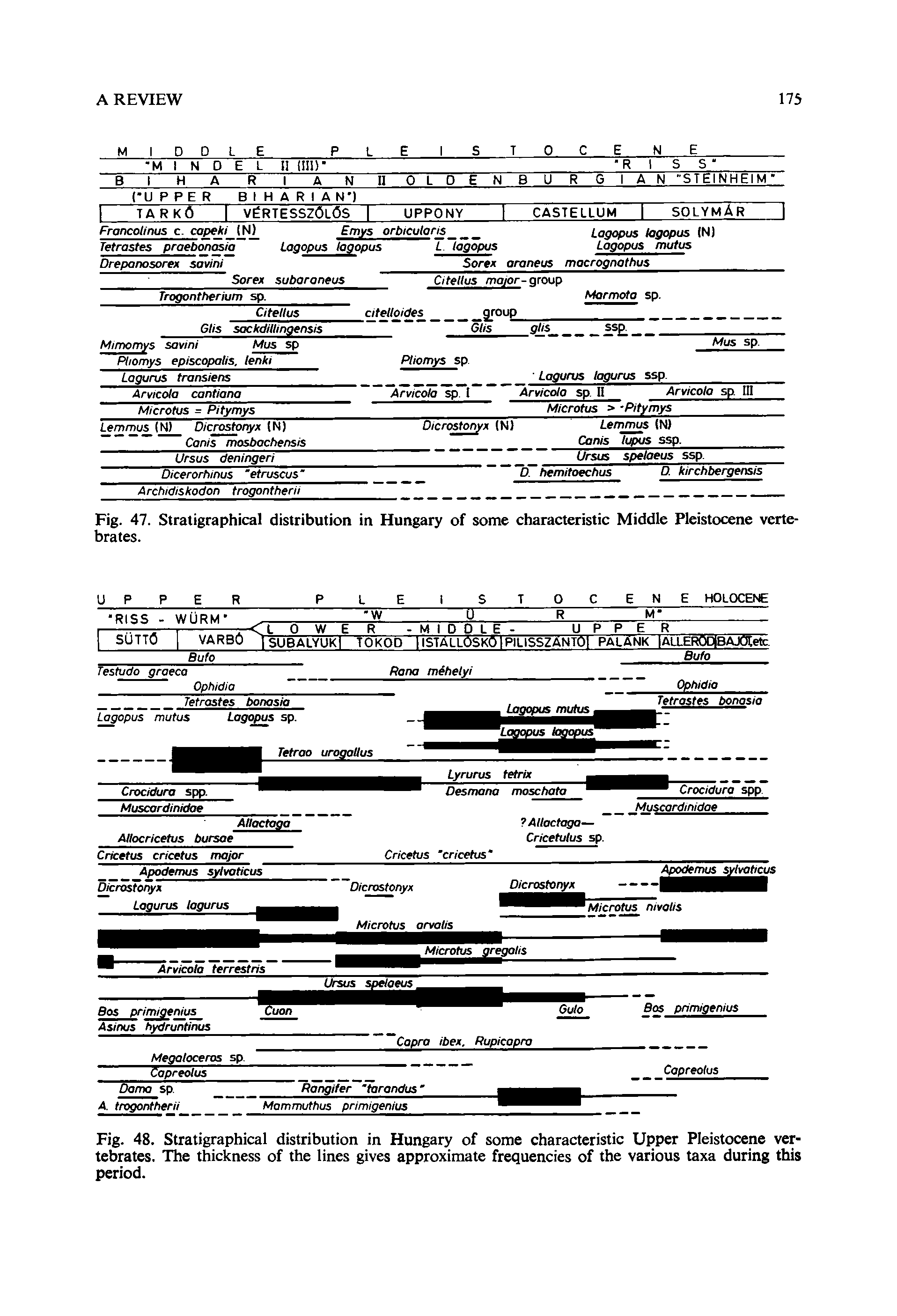 Fig. 48. Stratigraphical distribution in Hungary of some characteristic Upper Pleistocene vertebrates. The thickness of the lines gives approximate frequencies of the various taxa during this period.