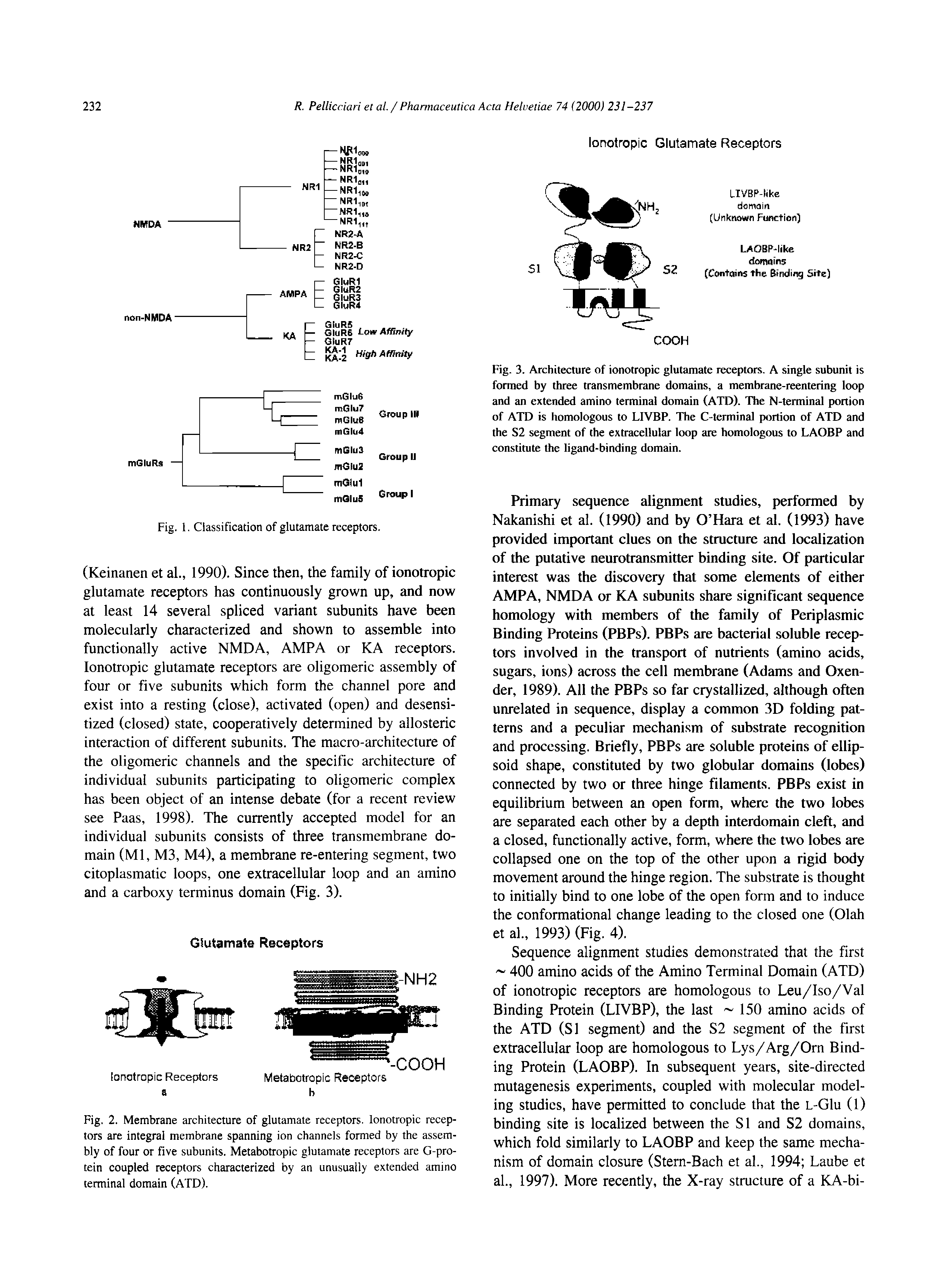 Fig. 3. Architecture of ionotropic glutamate receptors. A single subunit is formed by three transmembrane domains, a membrane-reentering loop and an extended amino terminal domain (ATD). The N-terminal portion of ATD is homologous to LIVBP. The C-terminal portion of ATD and the S2 segment of the extracellular loop are homologous to LAOBP and constimte the ligand-binding domain.