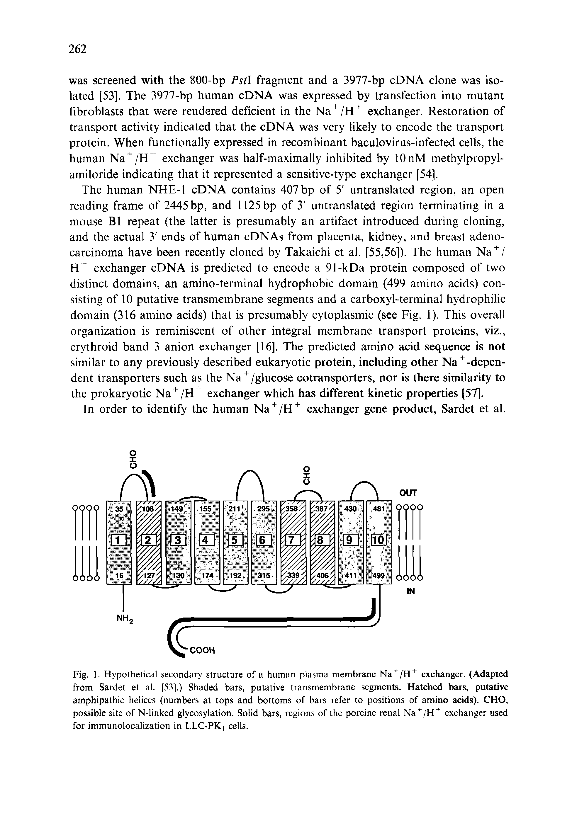 Fig. 1. Hypothetical secondary structure of a human plasma membrane Na /H exchanger. (Adapted from Sardet et al. [53].) Shaded bars, putative transmembrane segments. Hatched bars, putative amphipathic helices (numbers at tops and bottoms of bars refer to positions of amino acids). CHO, possible site of N-linked glycosylation. Solid bars, regions of the porcine renal Na /H exchanger used for immunolocalization in LLC-PK cells.