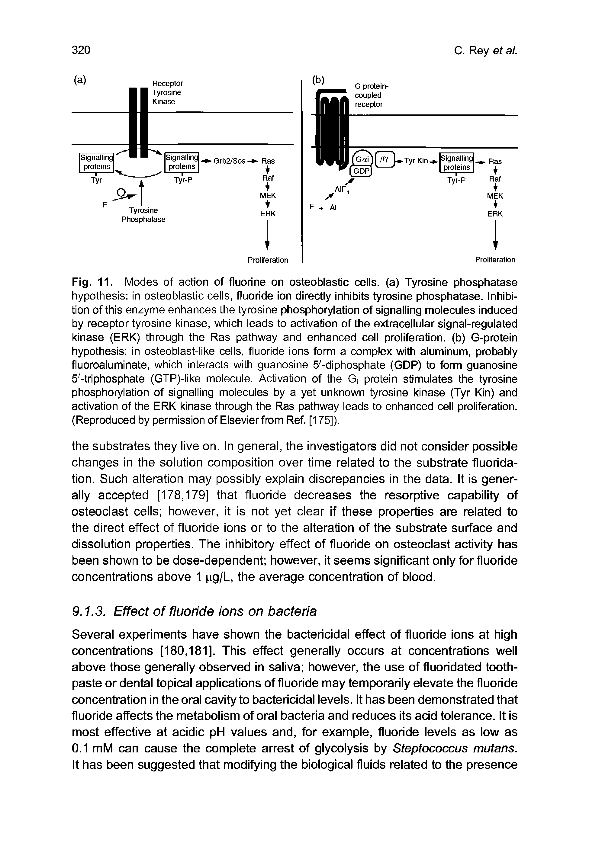 Fig. 11. Modes of action of fluorine on osteoblastic cells, (a) Tyrosine phosphatase hypothesis in osteoblastic cells, fluoride ion directly inhibits tyrosine phosphatase. Inhibition of this enzyme enhances the tyrosine phosphorylation of signalling molecules induced by receptor tyrosine kinase, which leads to activation of the extracellular signal-regulated kinase (ERK) through the Ras pathway and enhanced cell proliferation, (b) G-protein hypothesis in osteoblast-like cells, fluoride ions form a complex with aluminum, probably fluoroaluminate, which interacts with guanosine 5 -diphosphate (GDP) to form guanosine 5 -triphosphate (GTP)-like molecule. Activation of the G, protein stimulates the tyrosine phosphorylation of signalling molecules by a yet unknown tyrosine kinase (Tyr Kin) and activation of the ERK kinase through the Ras pathway leads to enhanced cell proliferation. (Reproduced by permission of Elsevier from Ref. [175] ...