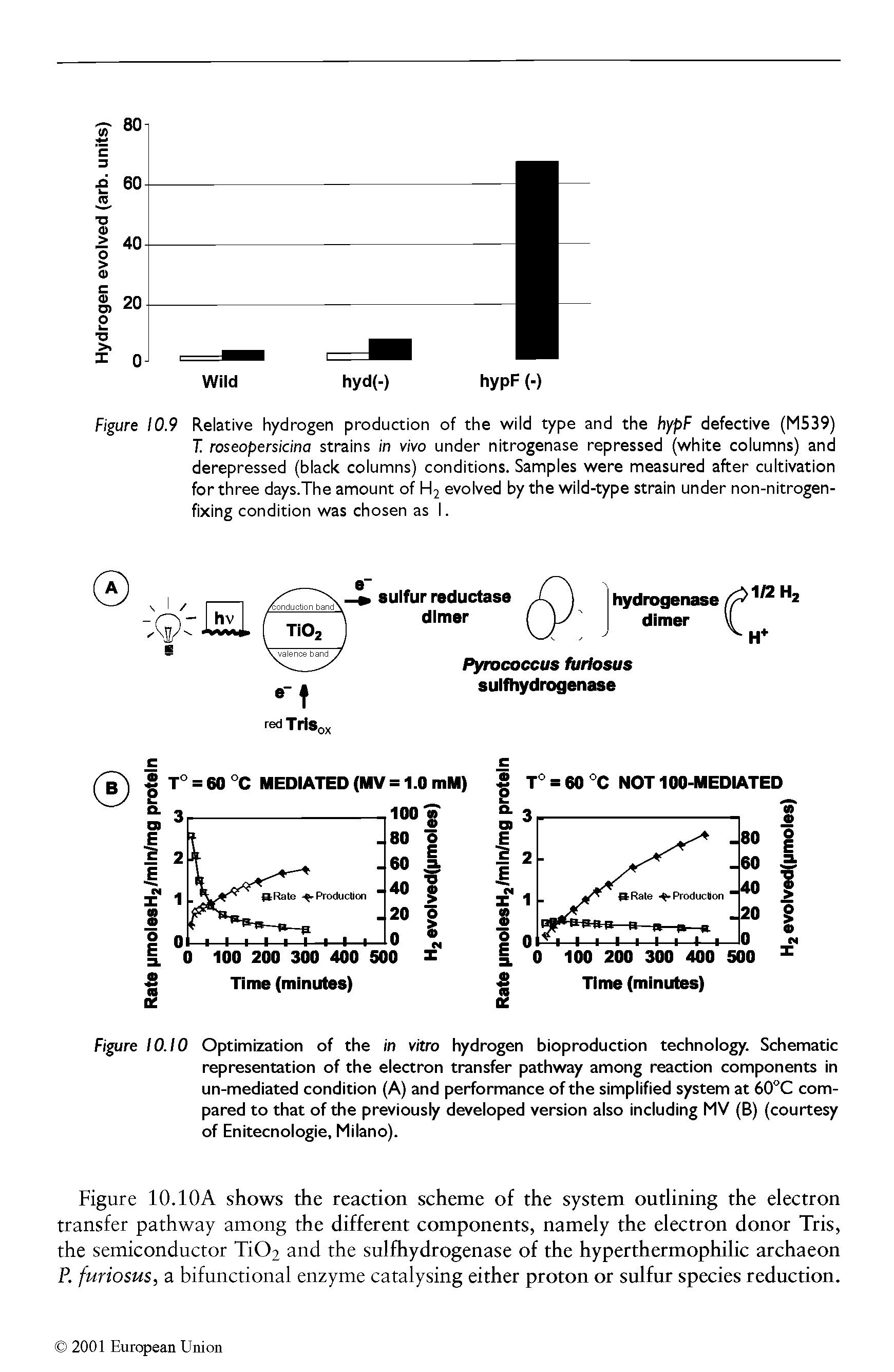 Figure 10.9 Relative hydrogen production of the wild type and the hypF defective (MS39) I roseopersidna strains in vivo under nitrogenase repressed (white columns) and derepressed (black columns) conditions. Samples were measured after cultivation for three days.The amount of H2 evolved by the wild-type strain under non-nitrogenfixing condition was chosen as I.