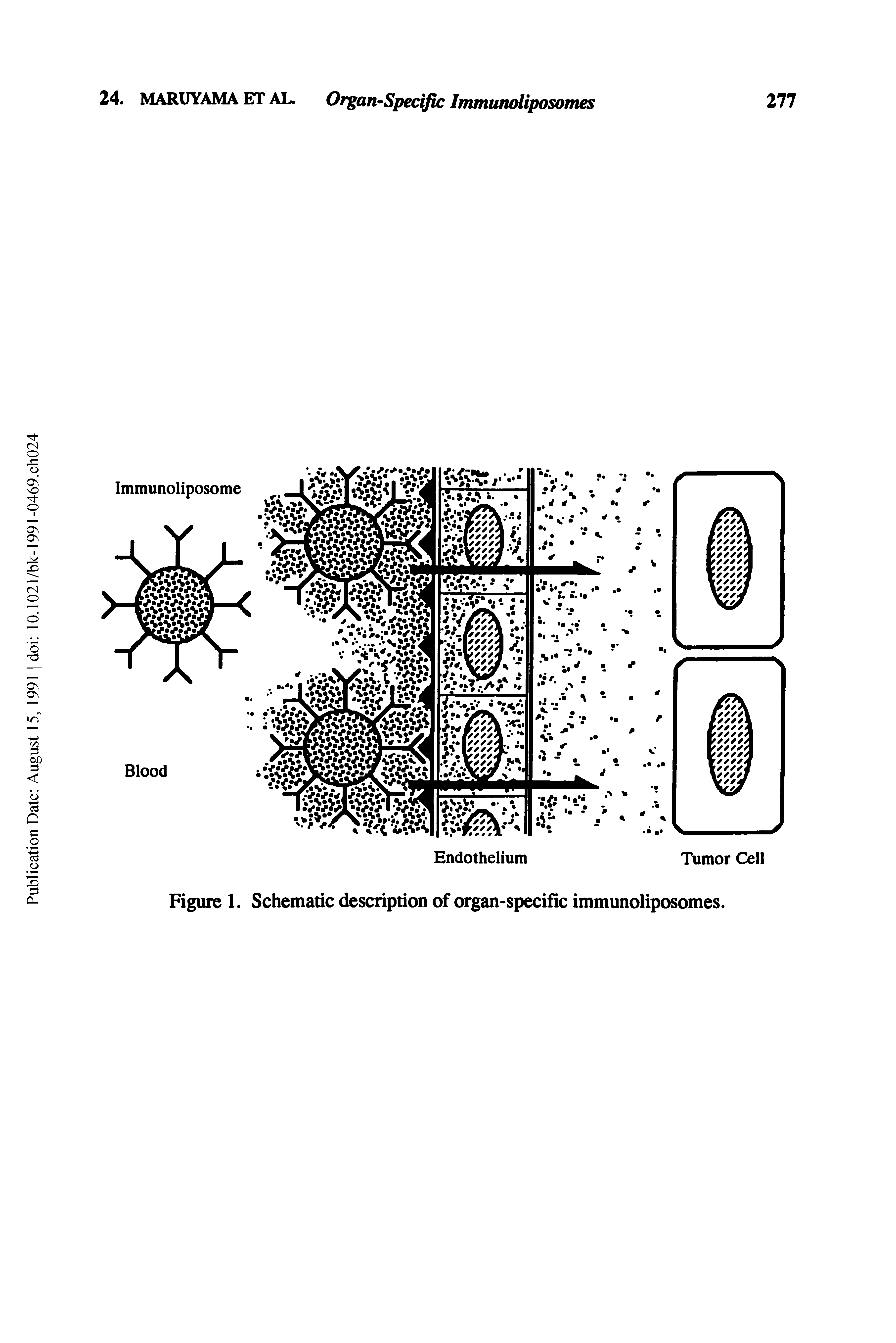 Figure 1. Schematic description of organ-specific immunoliposomes.