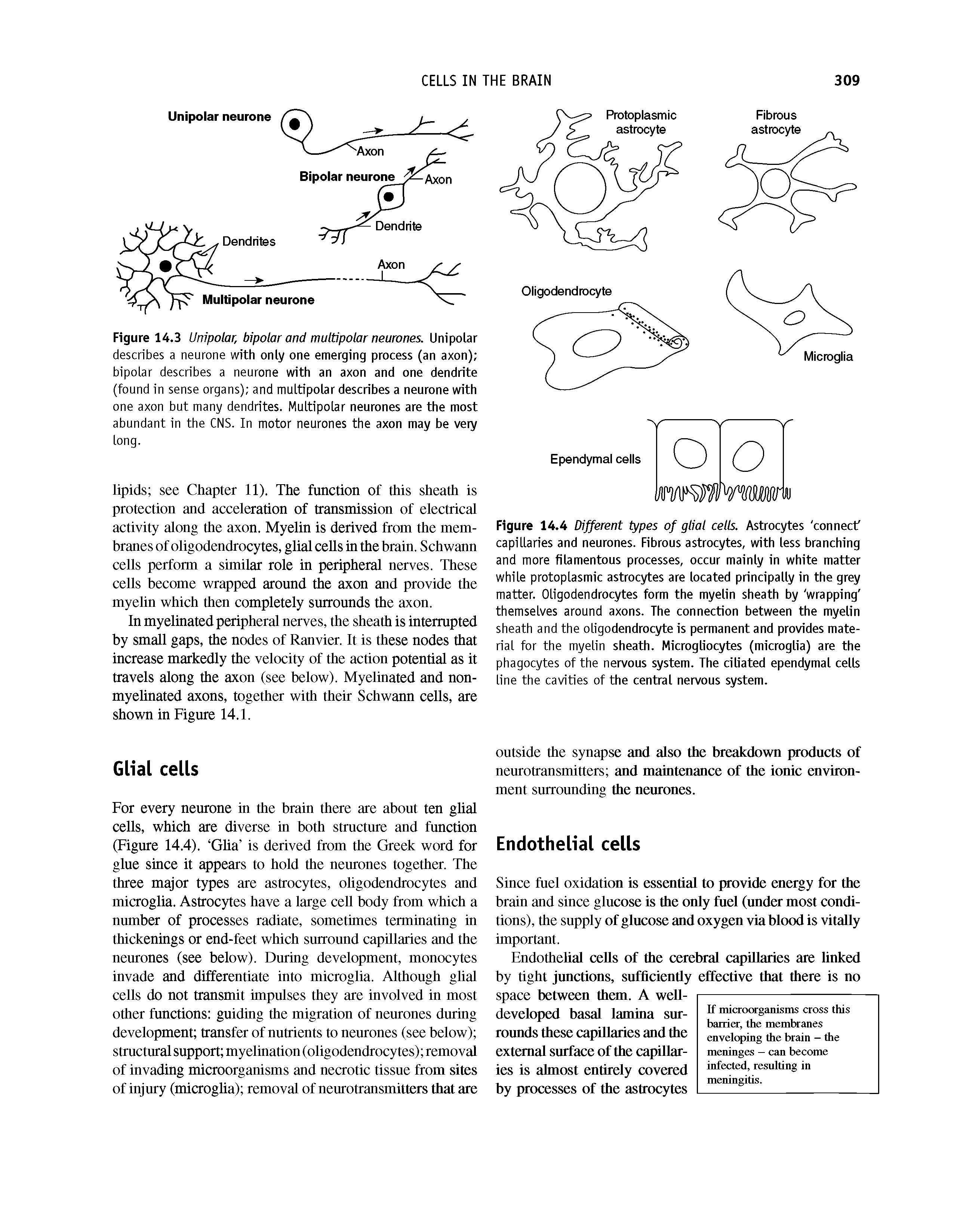 Figure 14.4 Different types of glial cells. Astrocytes connect capillaries and neurones. Fibrous astrocytes, with less branching and more filamentous processes, occur mainly in white matter while protoplasmic astrocytes are located principally in the grey matter. Oligodendrocytes form the myelin sheath by wrapping themselves around axons. The connection between the myelin sheath and the oligodendrocyte is permanent and provides material for the myelin sheath. Microgliocytes (microglia) are the phagocytes of the nervous system. The ciliated ependymal cells line the cavities of the central nervous system.