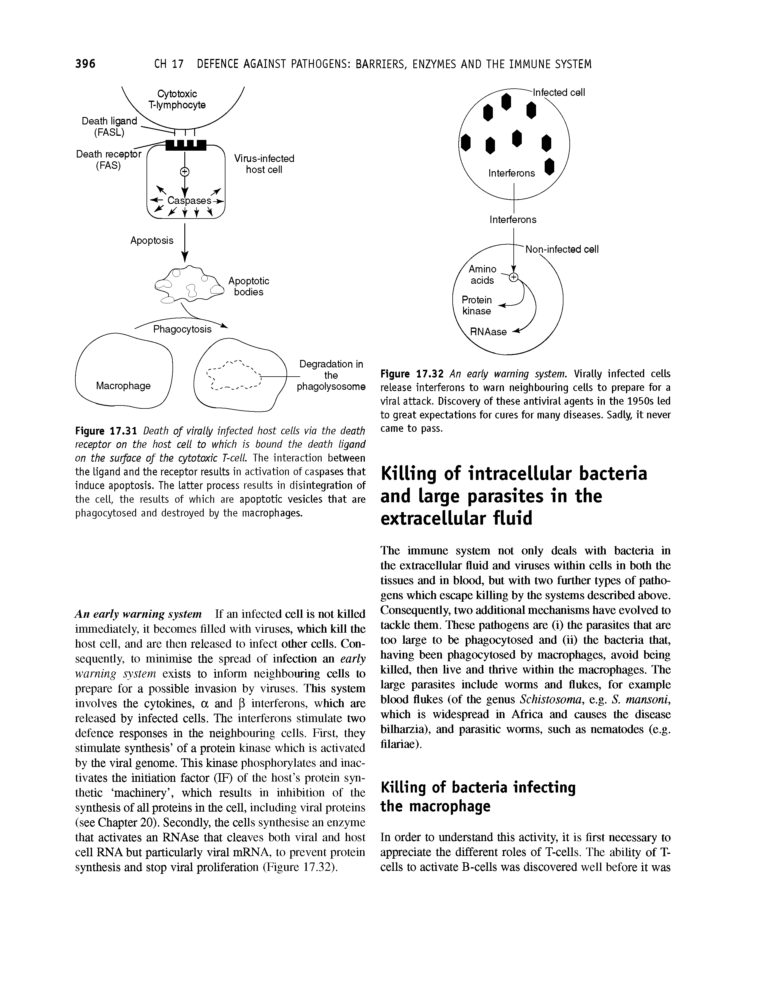 Figure 17.32 An early warning system. Virally infected cells release interferons to warn neighbouring cells to prepare for a viral attack. Discovery of these antiviral agents in the 1950s led to great expectations for cures for many diseases. Sadly, it never came to pass.