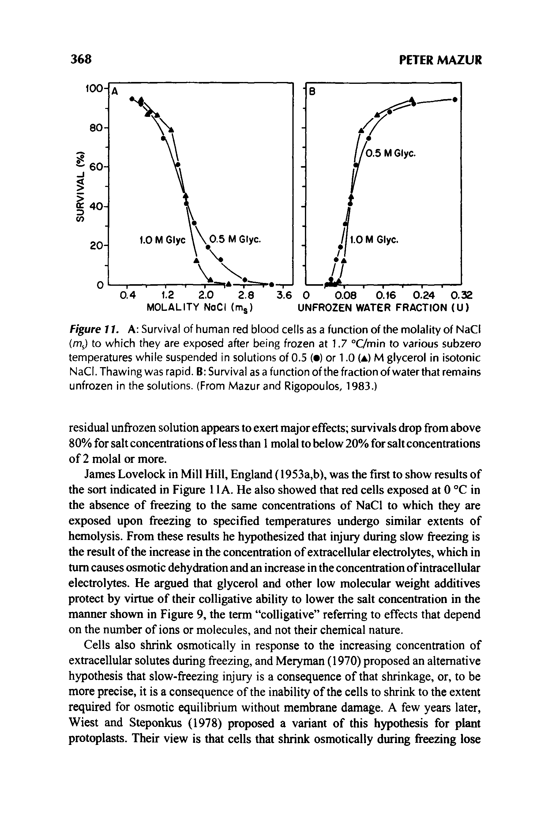 Figure 11. A Survival of human red blood cells as a function of the molality of NaCi (m ) to which they are exposed after being frozen at 1.7 °C/min to various subzero temperatures while suspended in solutions of 0.5 ( ) or 1.0 (a) M glycerol in isotonic NaCI. Thawing was rapid. B Survival as a function of the fraction of water that remains unfrozen in the solutions. (From Mazur and Rigopoulos, 1983.)...