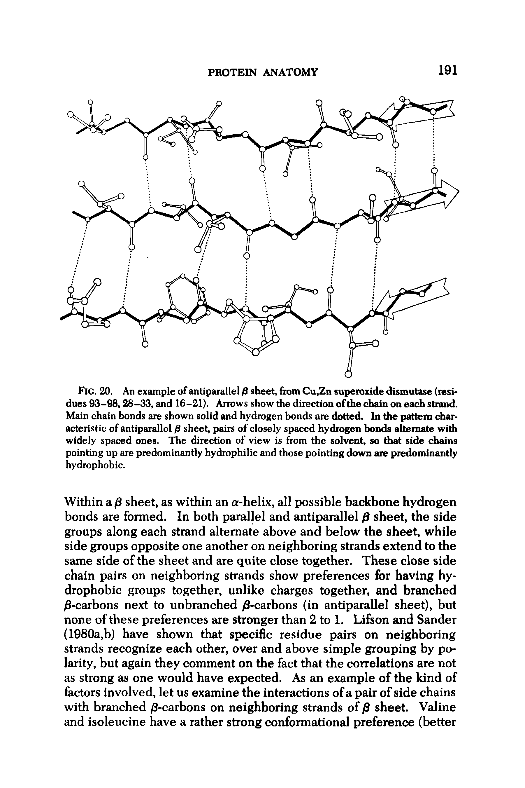 Fig. 20. An example of antiparallel /3 sheet, from Cu,Zn superoxide dismutase (residues 93-98,28-33, and 16-21). Arrows show the direction of the chain on each strand. Main chain bonds are shown solid and hydrogen bonds are dotted. In the pattern characteristic of antiparallel /8 sheet, pairs of closely spaced hydrogen bonds alternate with widely spaced ones. The direction of view is from the solvent, so drat side chains pointing up are predominantly hydrophilic and those pointing down are predominantly hydrophobic.