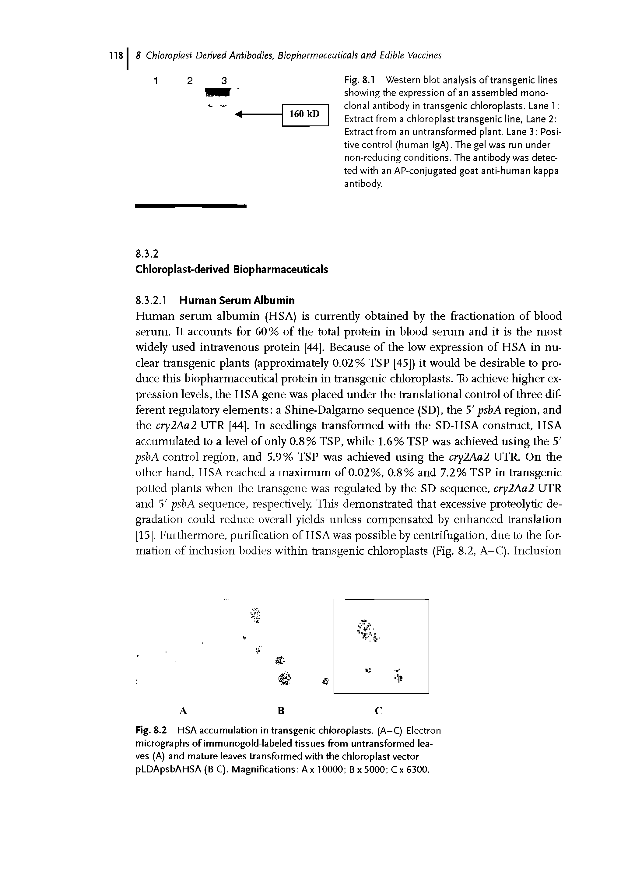 Fig. 8.1 Western blot analysis of transgenic lines showing the expression of an assembled monoclonal antibody in transgenic chloroplasts. Lane 1 Extract from a chloroplast transgenic line, Lane 2 Extract from an untransformed plant. Lane 3 Positive control (human IgA). The gel was run under non-reducing conditions. The antibody was detected with an AP-conjugated goat anti-human kappa antibody.