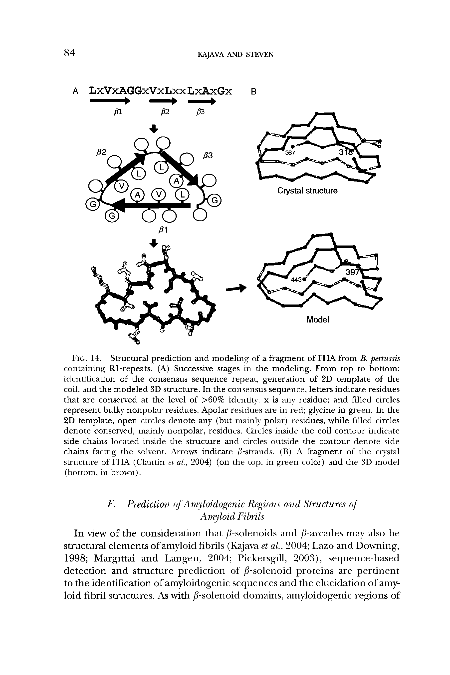 Fig. 14. Structural prediction and modeling of a fragment of FHA from B. pertussis containing Rl-repeats. (A) Successive stages in the modeling. From top to bottom identification of the consensus sequence repeat, generation of 2D template of the coil, and the modeled 3D structure. In the consensus sequence, letters indicate residues that are conserved at the level of >60% identity, x is any residue and filled circles represent bulky nonpolar residues. Apolar residues are in red glycine in green. In the 2D template, open circles denote any (but mainly polar) residues, while filled circles denote conserved, mainly nonpolar, residues. Circles inside the coil contour indicate side chains located inside the structure and circles outside the contour denote side chains facing the solvent. Arrows indicate /(-strands. (B) A fragment of the crystal structure of FHA (Clantin et al, 2004) (on the top, in green color) and the 3D model (bottom, in brown).