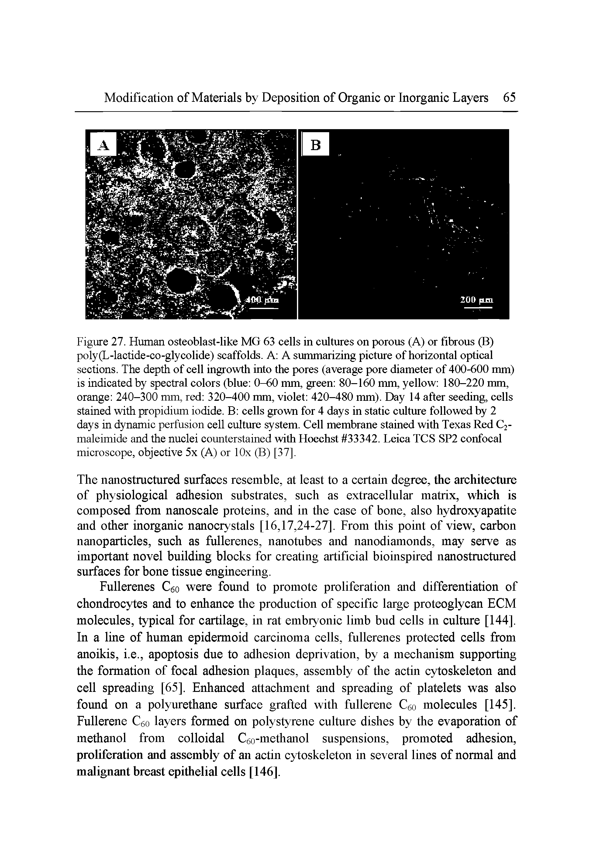 Figure 27. Human osteoblast-like MG 63 cells in cultures on porous (A) or fibrous (B) poly(L-lactide-co-glycolide) scaffolds. A A summarizing picture of horizontal optical sections. The depth of cell ingrowth into the pores (average pore diameter of 400-600 mm) is indicated by spectral colors (blue 0-60 mm, green 80-160 mm, yellow 180-220 mm, orange 240-300 mm, red 320-400 mm, violet 420-480 mm). Day 14 after seeding, cells stained with propidium iodide. B cells grown for 4 days in static culture followed by 2 days in dynamic perfusion cell culture system. Cell membrane stained with Texas Red C2-maleimide and the nuclei counterstained with Hoechst 33342. Leica TCS SP2 confocal microscope, objective 5x (A) or lOx (B) [37].