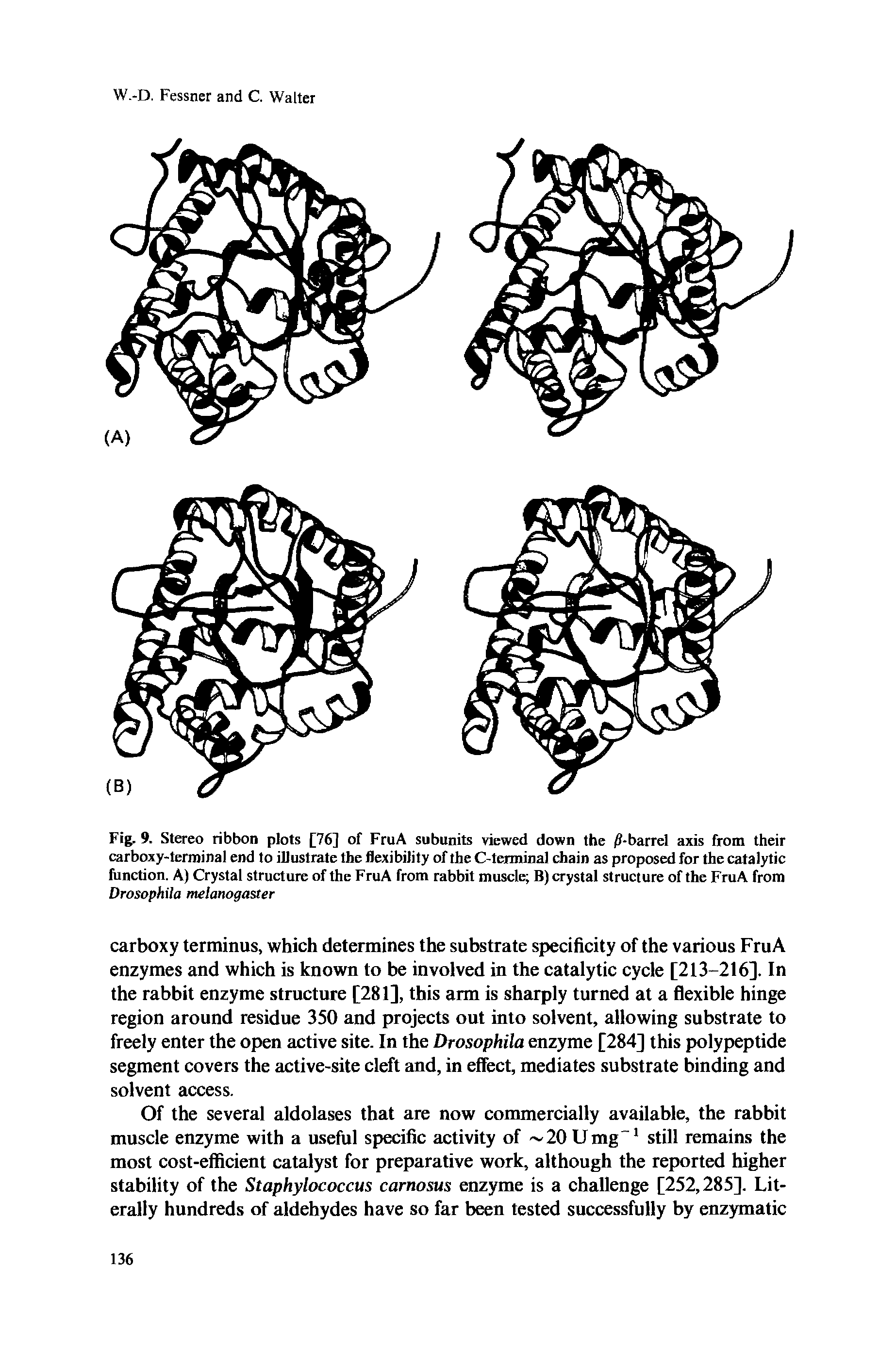 Fig. 9. Stereo ribbon plots [76] of FruA subunits viewed down the /1-barrel axis from their carboxy-terroinal end to illustrate the flexibility of the C-terminal chain as proposed for the catalytic function. A) Crystal structure of the FruA from rabbit muscle B) crystal structure of the FruA from Drosophila melanogaster...