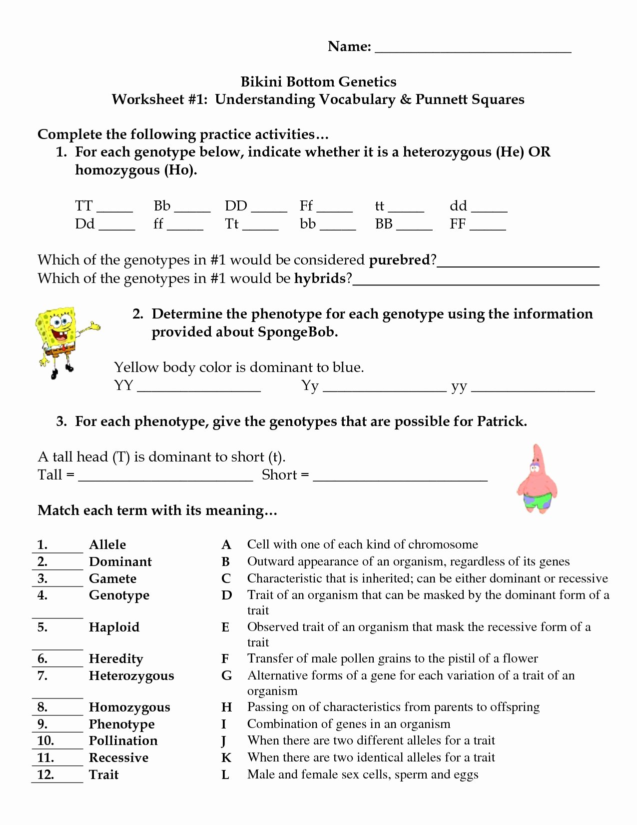 Genetics Worksheet Answer Key Beautiful 13 Best Of Population Genetics Worksheet Meiosis