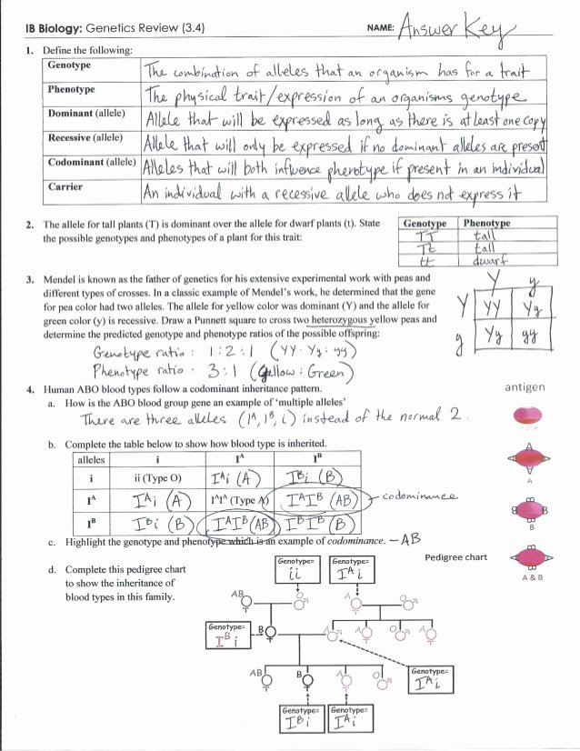 Genetics Worksheet Answer Key Inspirational Ib Genetics Review Key 3 4