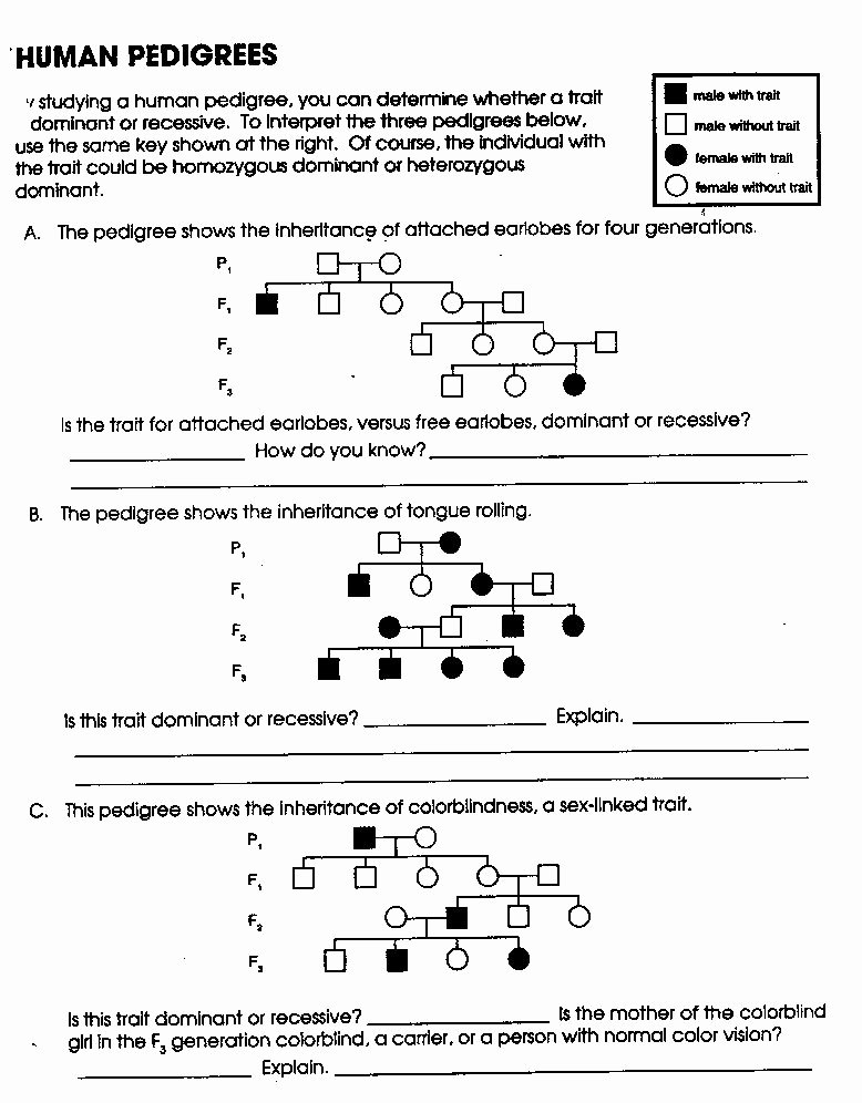 Genetics Worksheet Answer Key New 14 Best Of Pedigree Worksheet with Answer Key