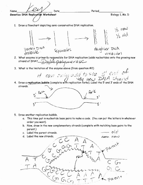 Genetics Worksheet Answer Key New Genetics Dna Replication Worksheet Answer Key