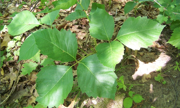 The Kid's Doctor: Rashes from poison ivy, oak and sumac reaching their ...