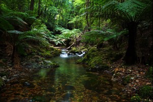 Amongst the Ferns 