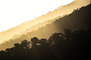 Golden Gulaga