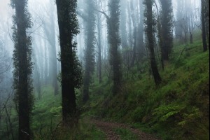 Cold Summer Forest