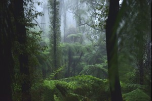 Fern Tree Gully