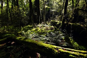 Rainforest Light