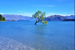 A Tree on the Lake