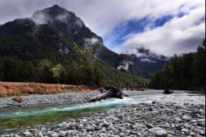 Wild New Zealand