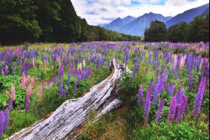 Field of Beauty