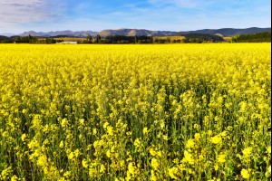 Fields of Yellow