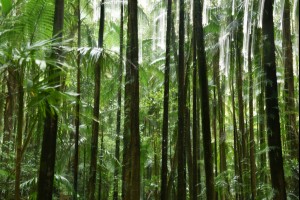 Rain in the Rainforest